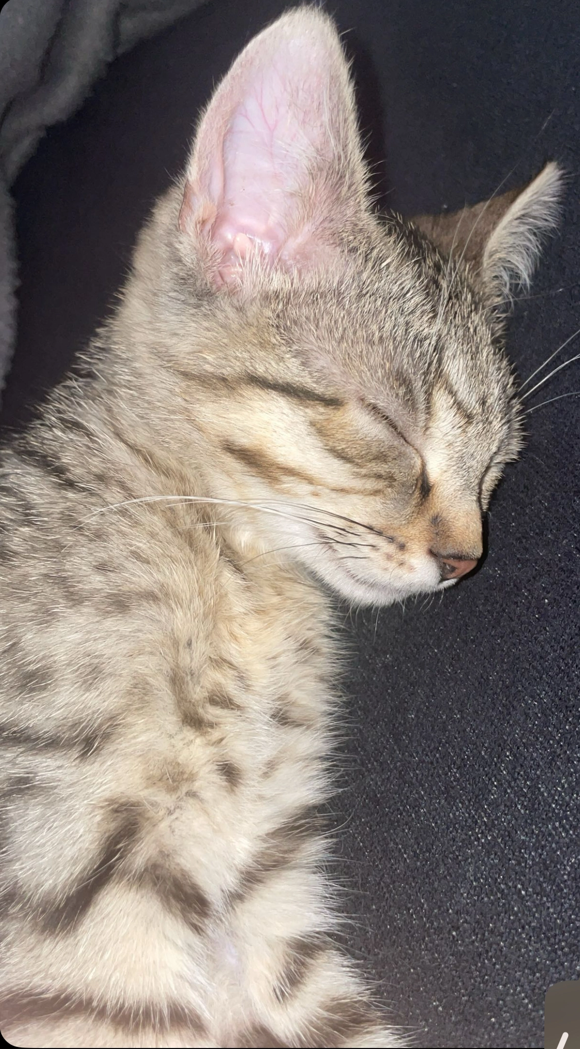 Simba  - Gmünder Straße, Iggingen