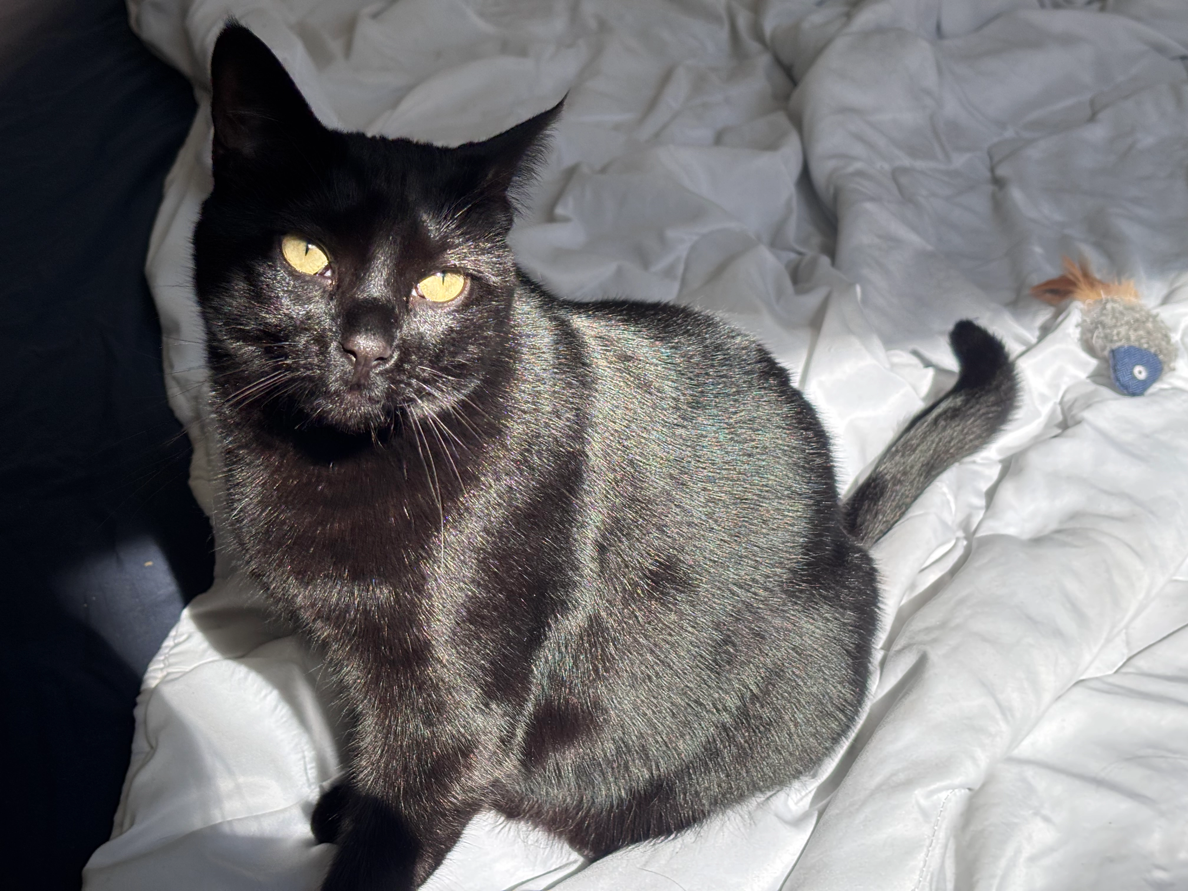 Saphira - Rue Du Nespériat, Thuin