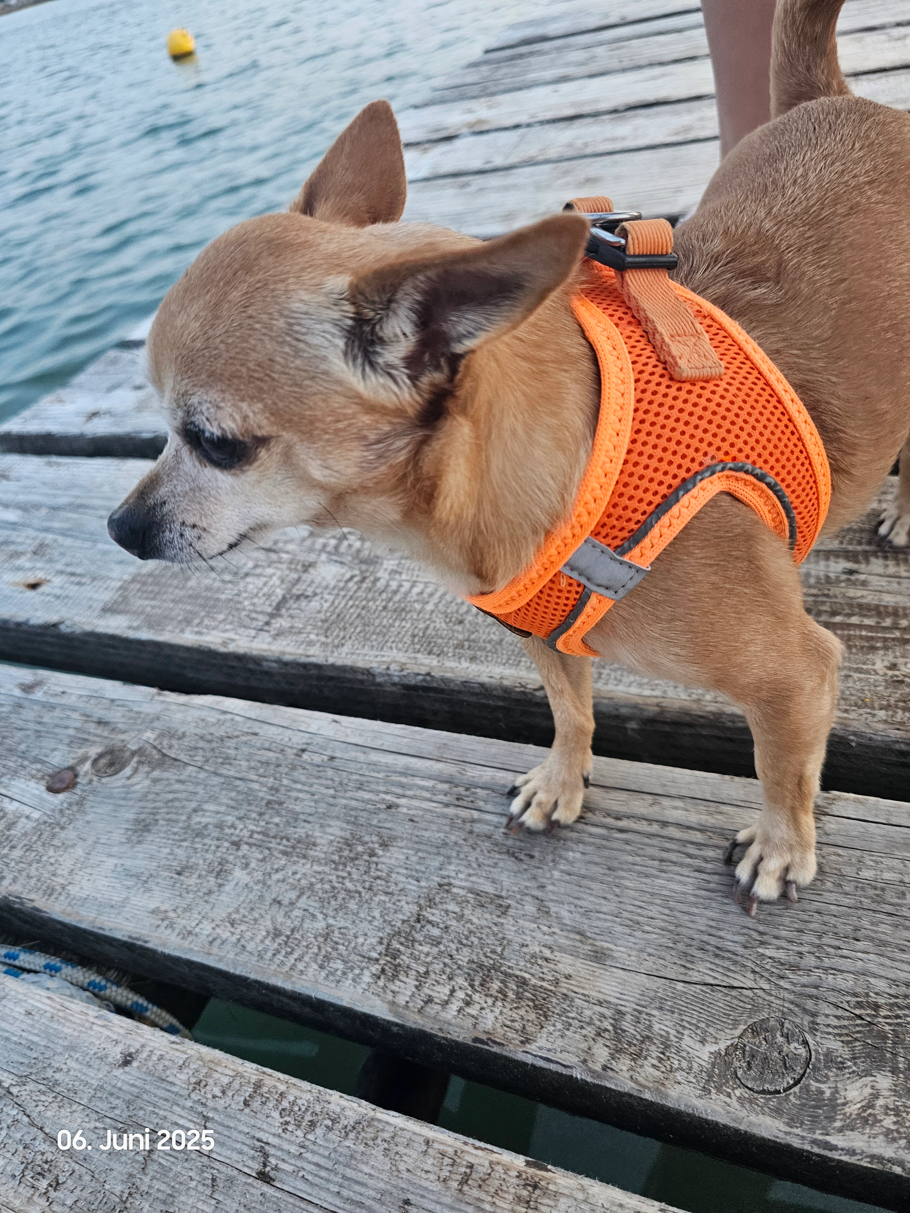 Tintin - Omladinska Ulica, Rovinj