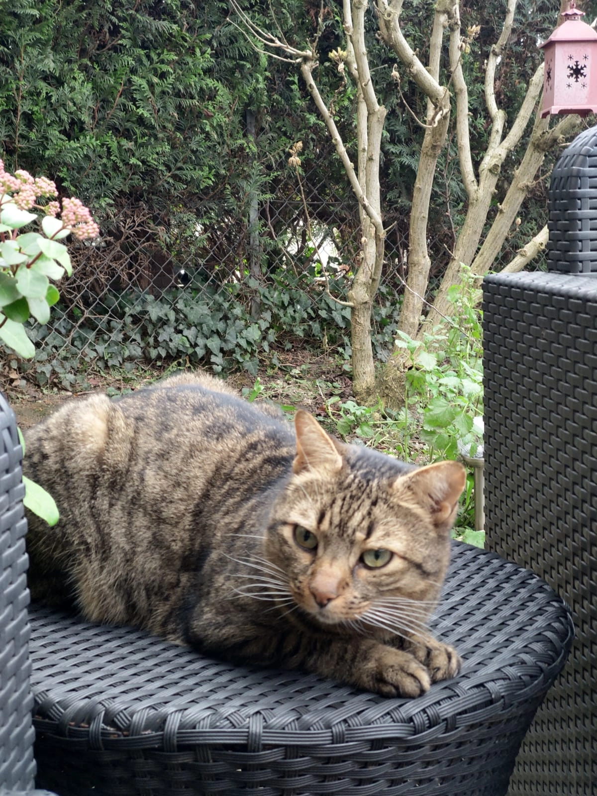 Thorgal - Route du Camp 61, Plan-les-Ouates