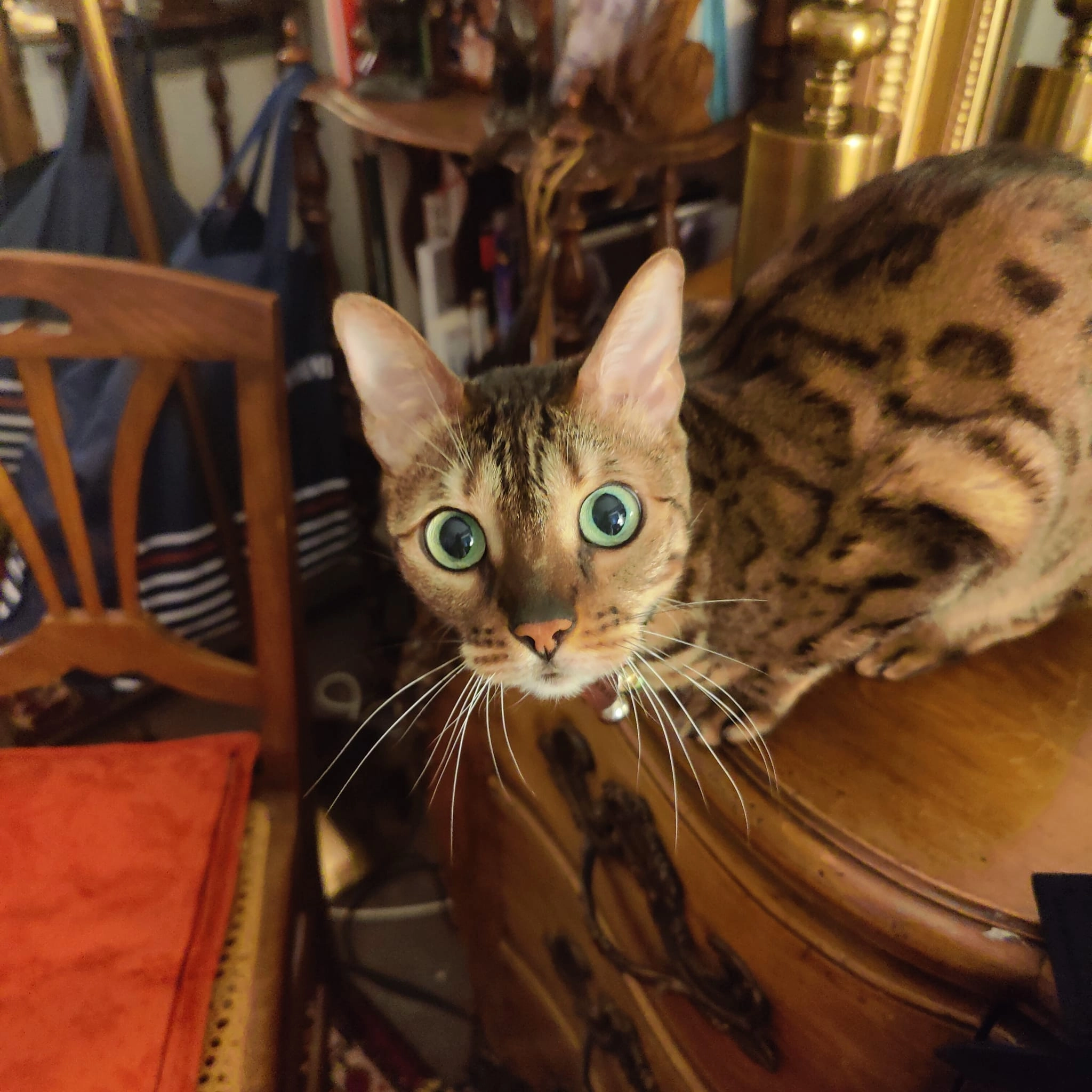 Misia dite «&nbsp;Mimise&nbsp;» - 24 Rue du Val, Redon