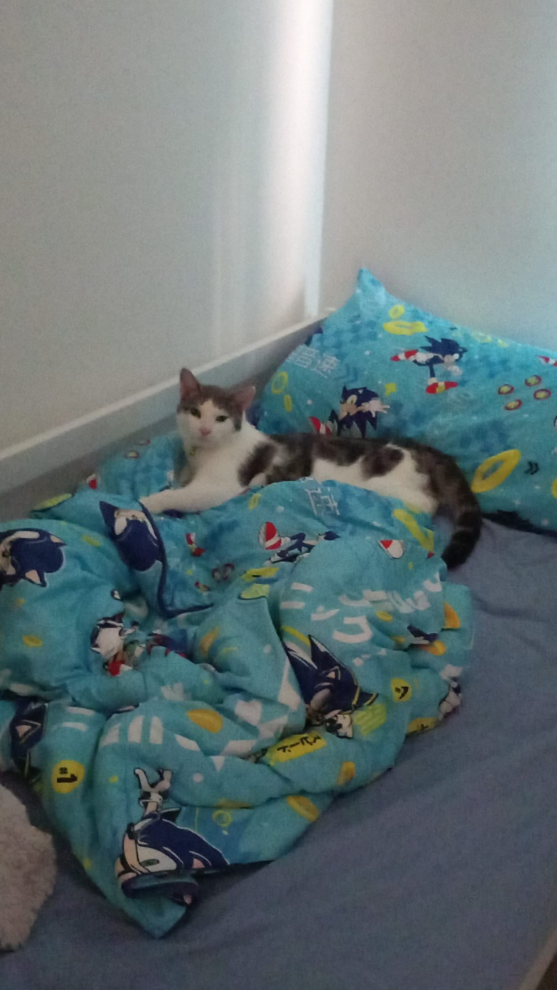 Max - Plover Avenue, Helston