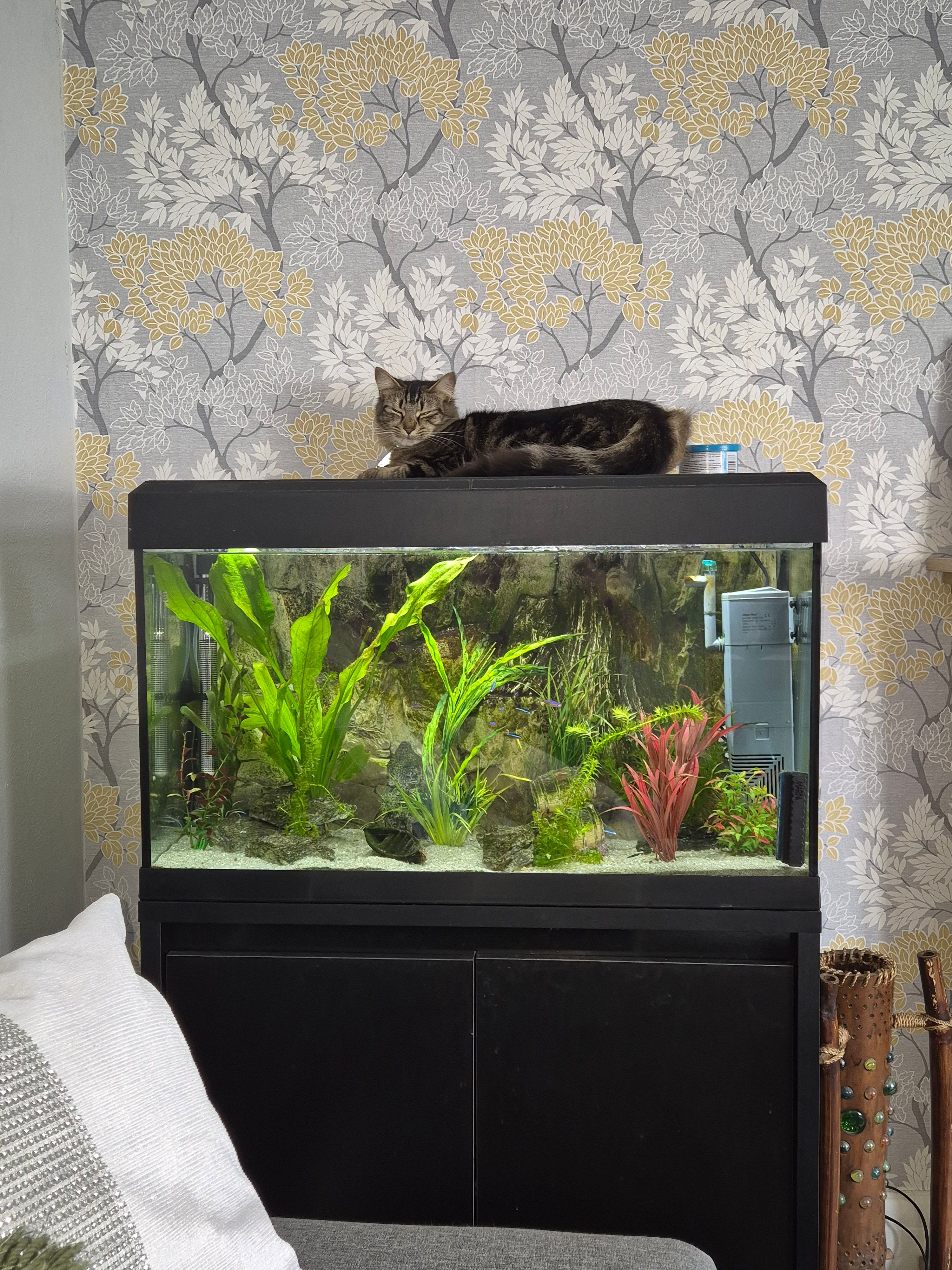 Chewy  - 139 Southern Road, Eastbourne