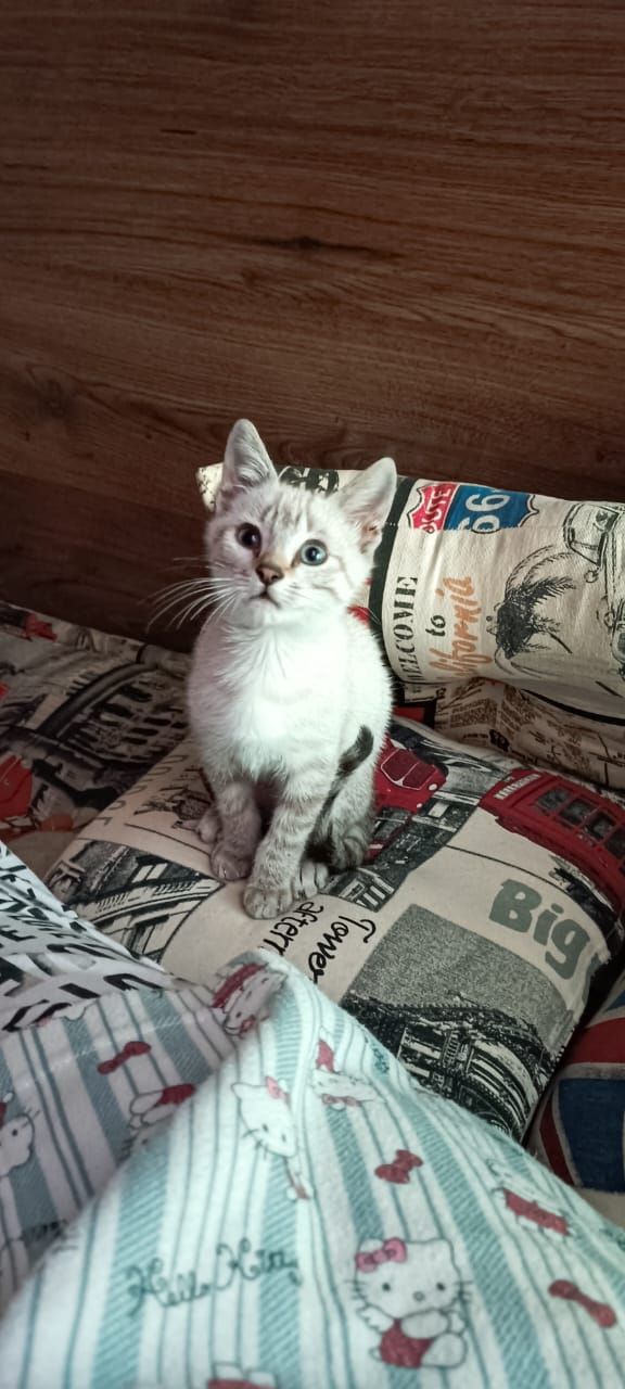 Benji - 46, Jamaat Shaim