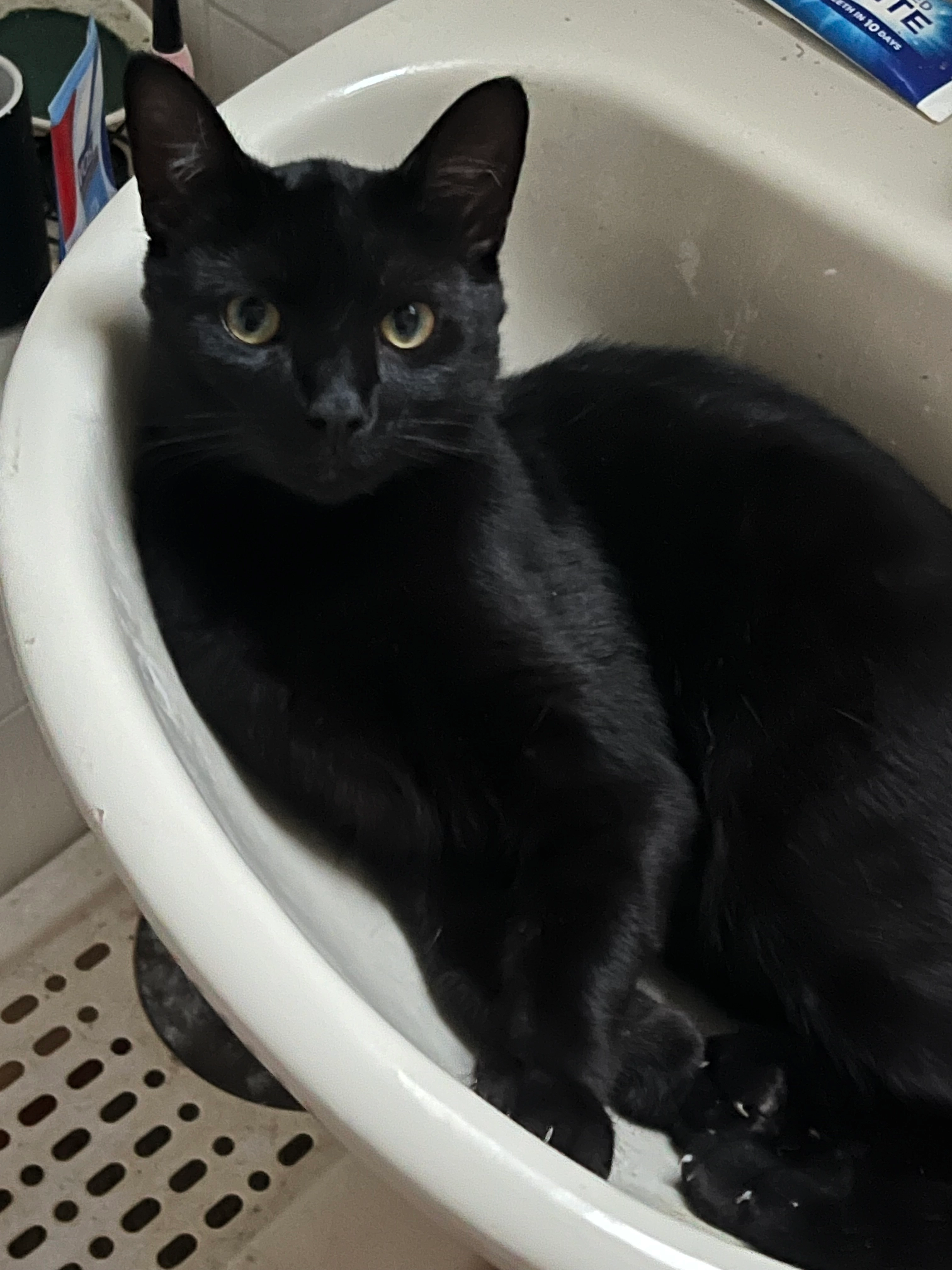 Loki - Claigmar Road, Littlehampton