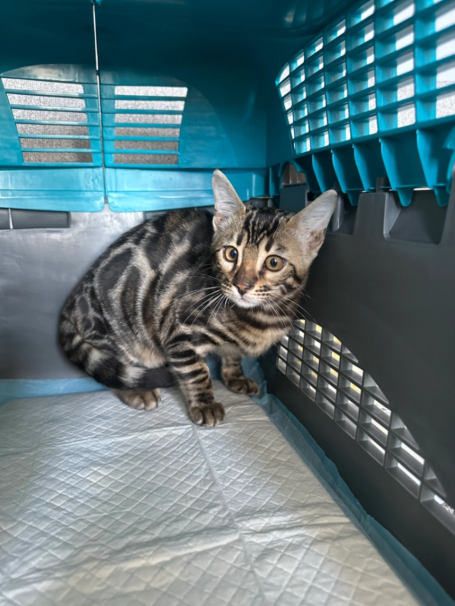 Nessie - Parkend road, Ardrossan