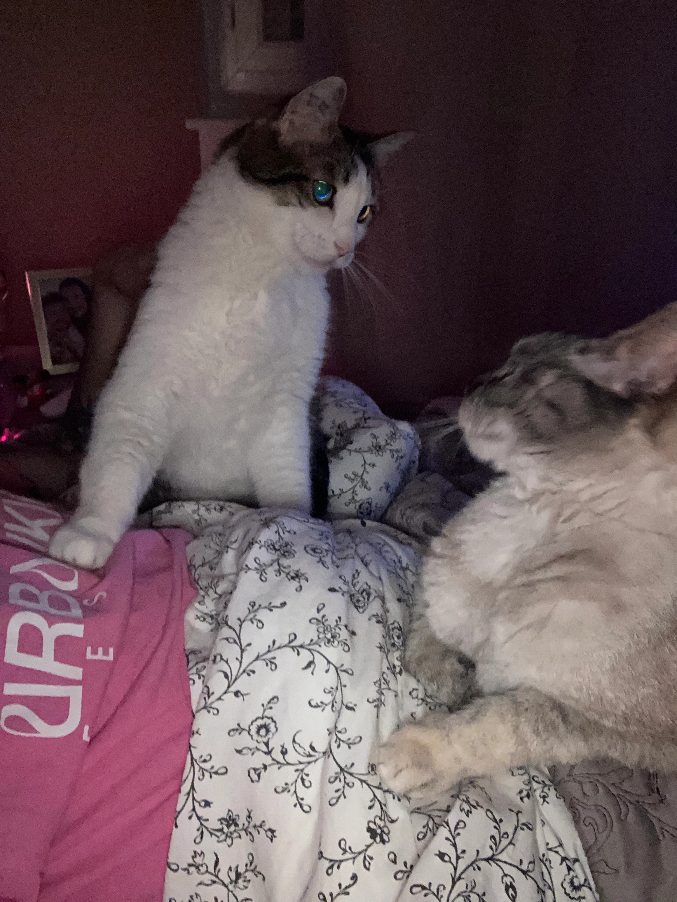 Pablo - 35 Rue Sœur Louise, Castres