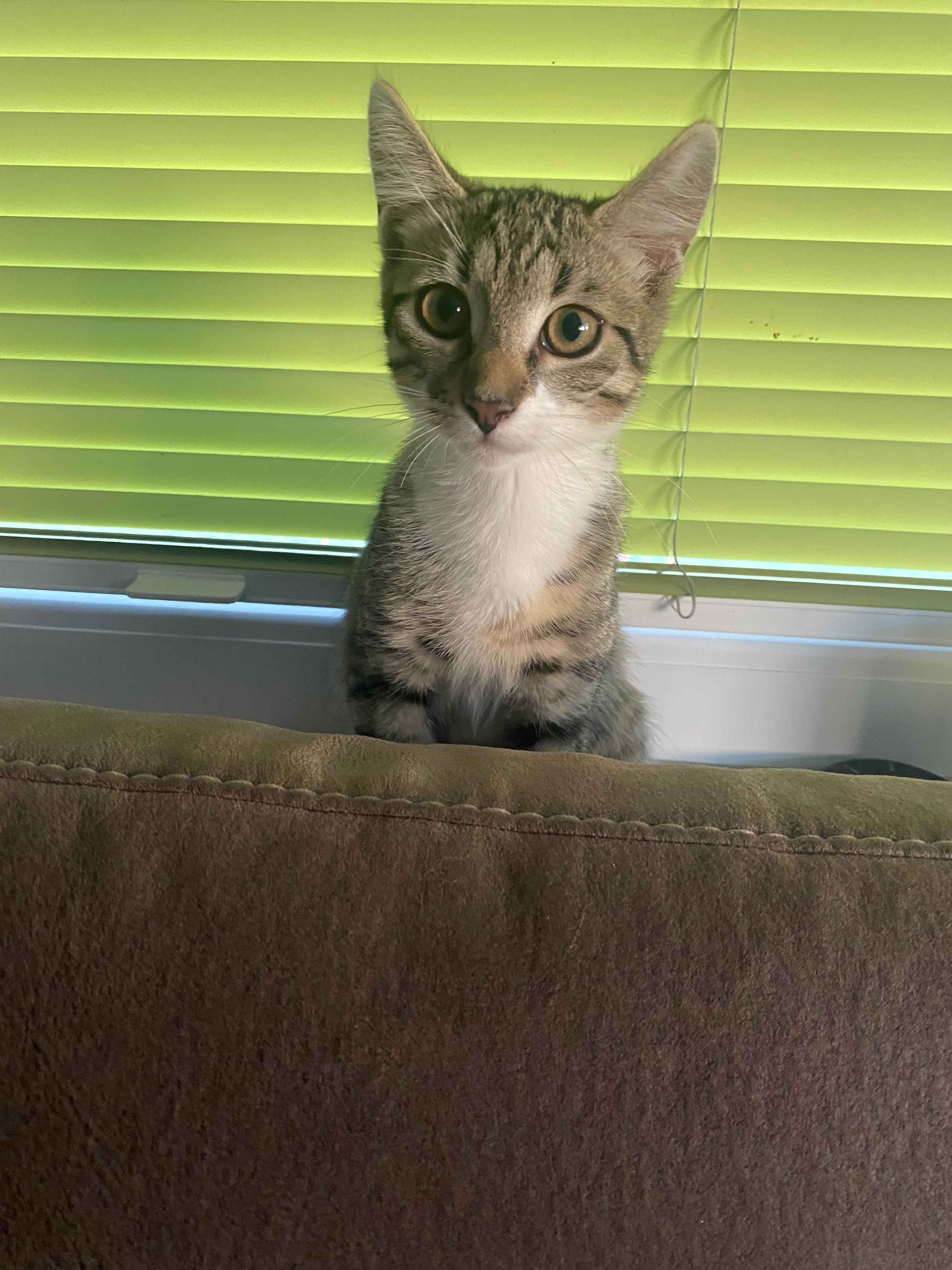 Jumanji - Dorfäckerstraße, Gechingen