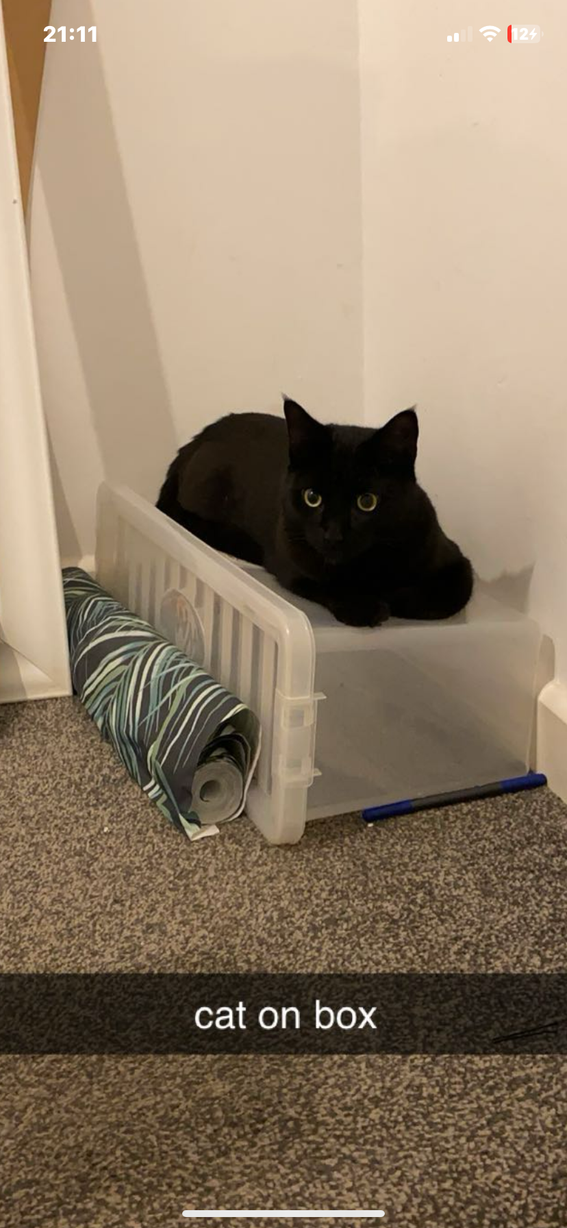 moonlight - Plovers Field, Helston