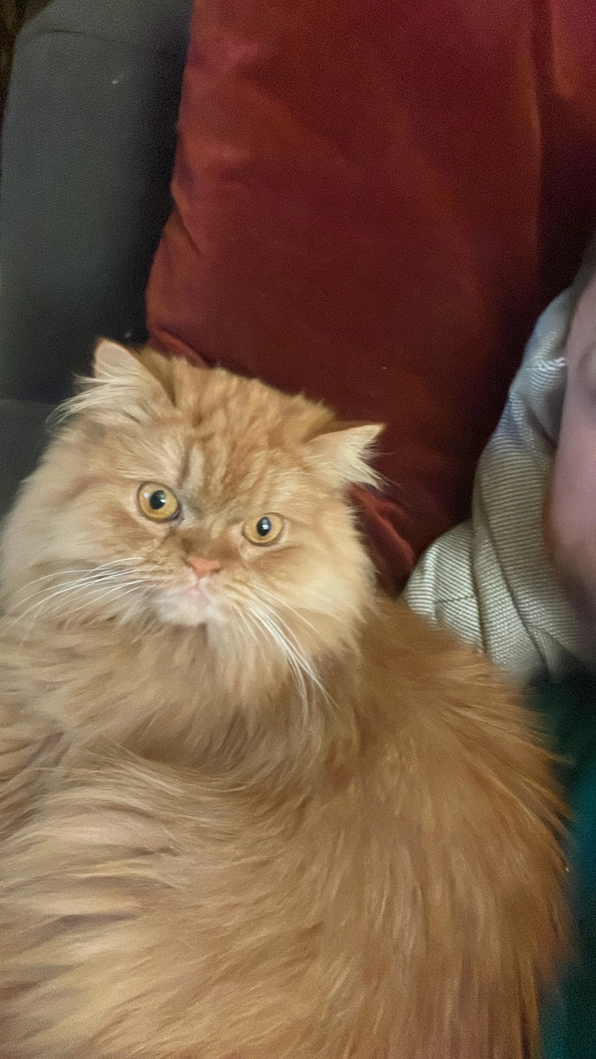 Hazel - Lorna Road, Hove