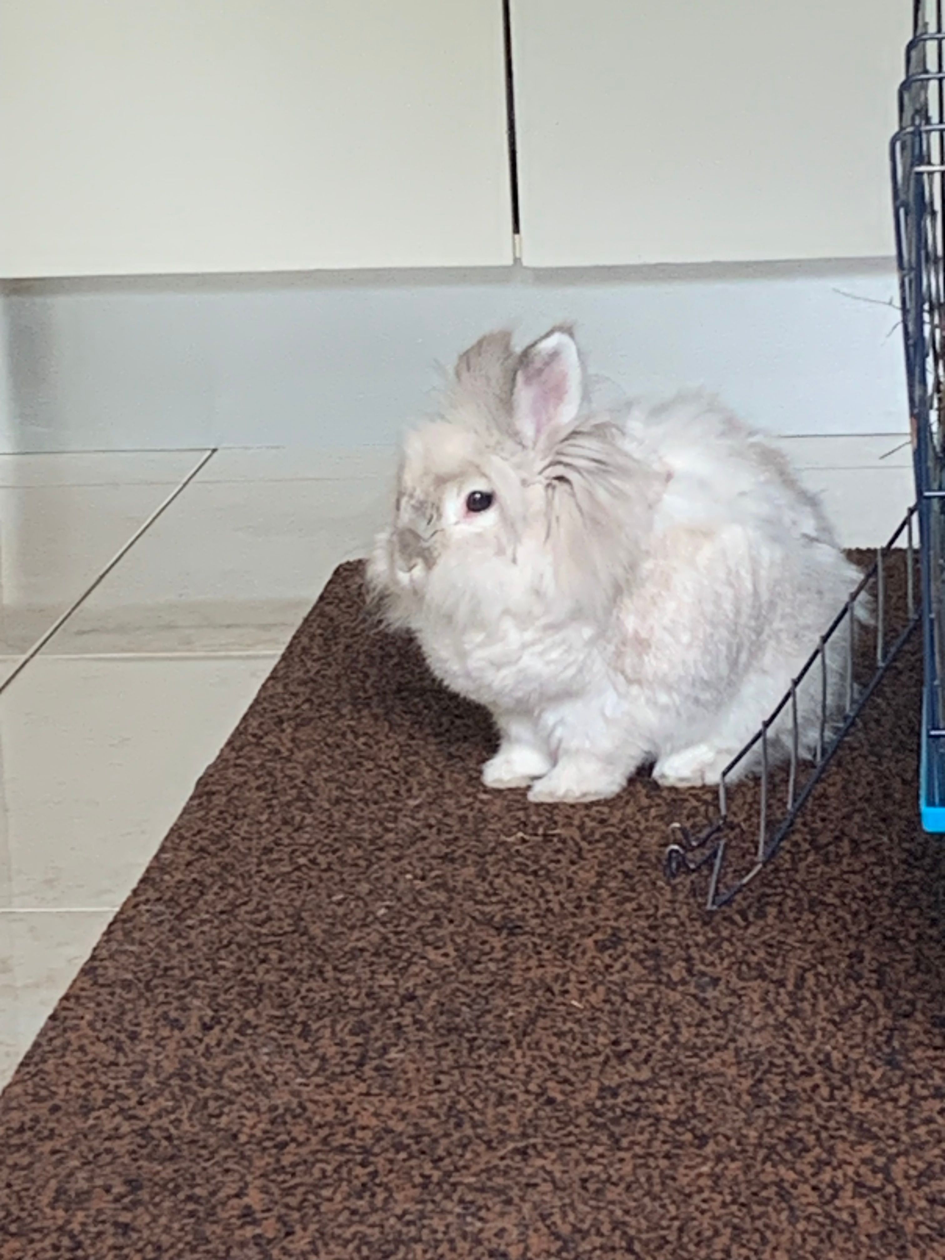 Alaska - M4, Cadamstown