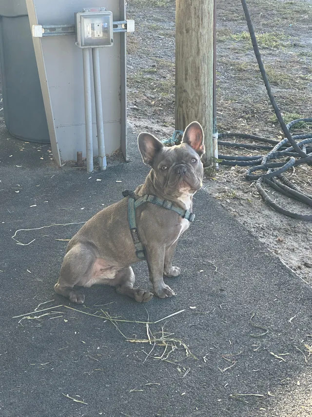 Riggins - 2455 Appaloosa Trl, Wellington