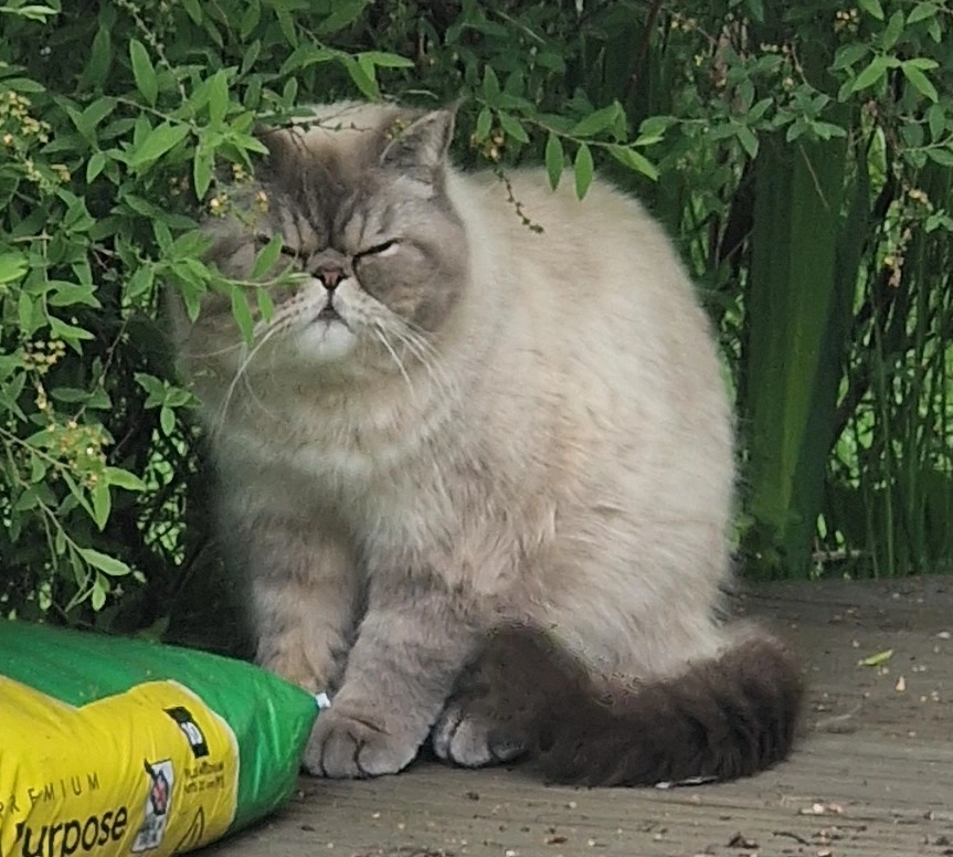 Lucky - OX2 9, Oxford