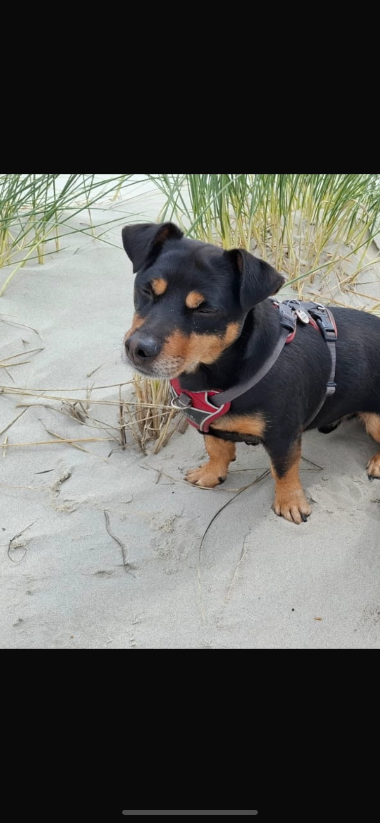 Pakya( peikka)  - Middenweg, Nederhorst den Berg