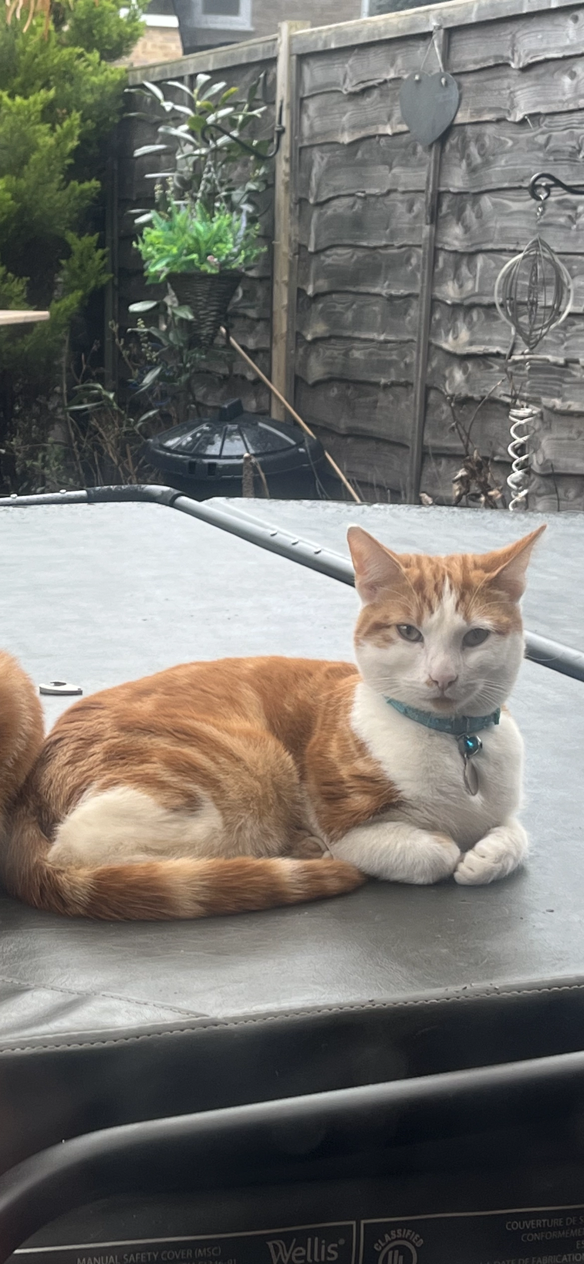 Gizmo - Littlebrook Avenue, Slough