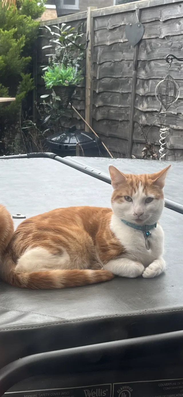Gizmo - Littlebrook Avenue, Slough