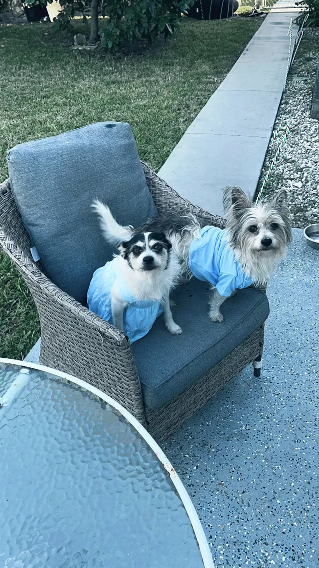 Suki y coco  son dos perritos  - Southwest 41st Terrace, Olympia Heights