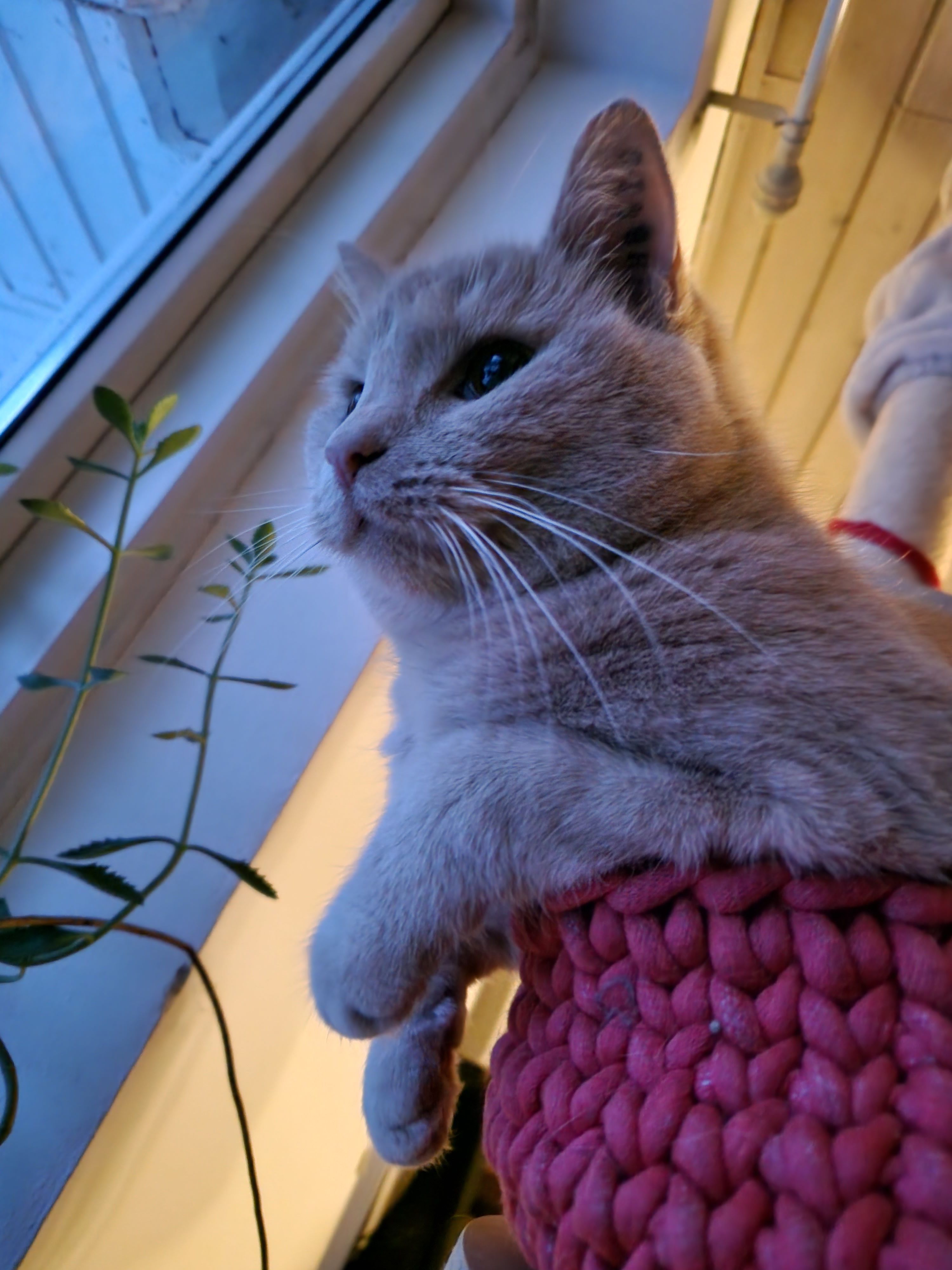 Fella - Lystoftevej , Kongens Lyngby