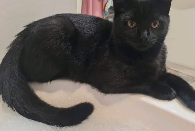 Binx - Ravenswood Avenue, Rochester