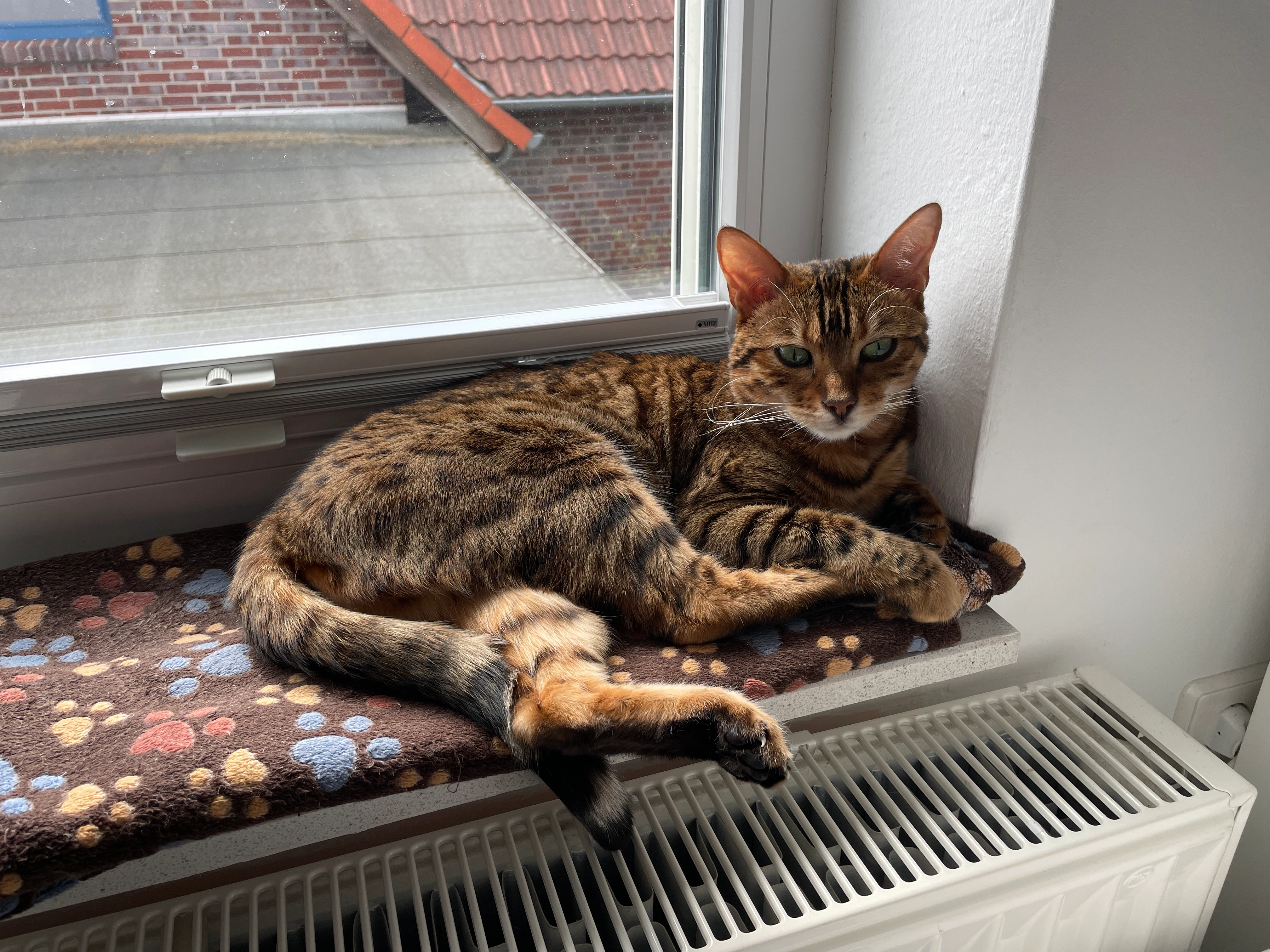 Amanda - Münchhausenstraße, Hameln