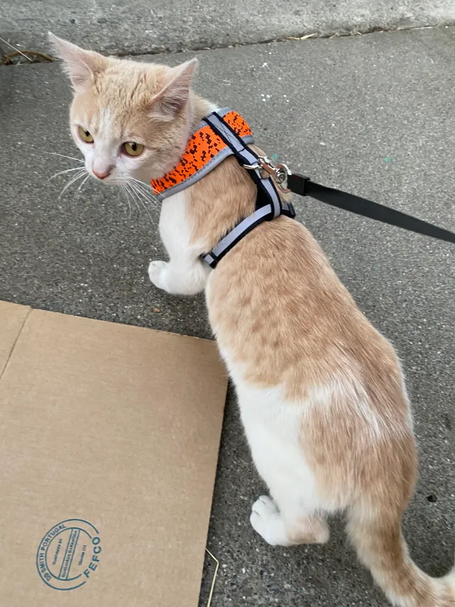 Pumpkin - Hopkins Dr, Fairfield
