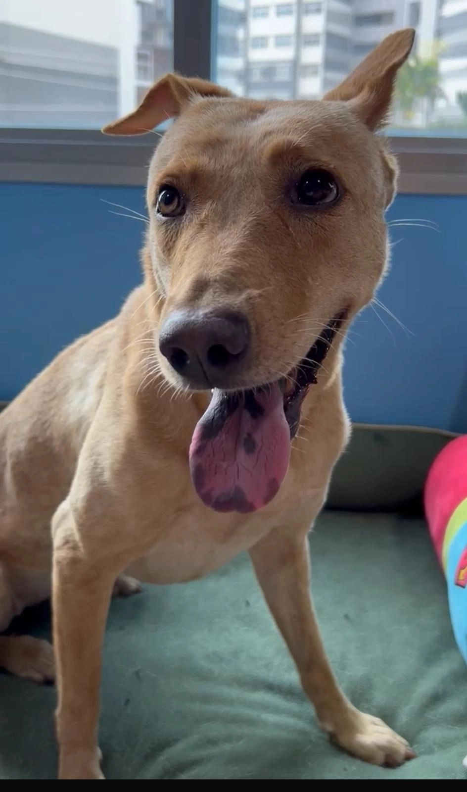 Lotus - 244 South Bridge Rd,  Singapore