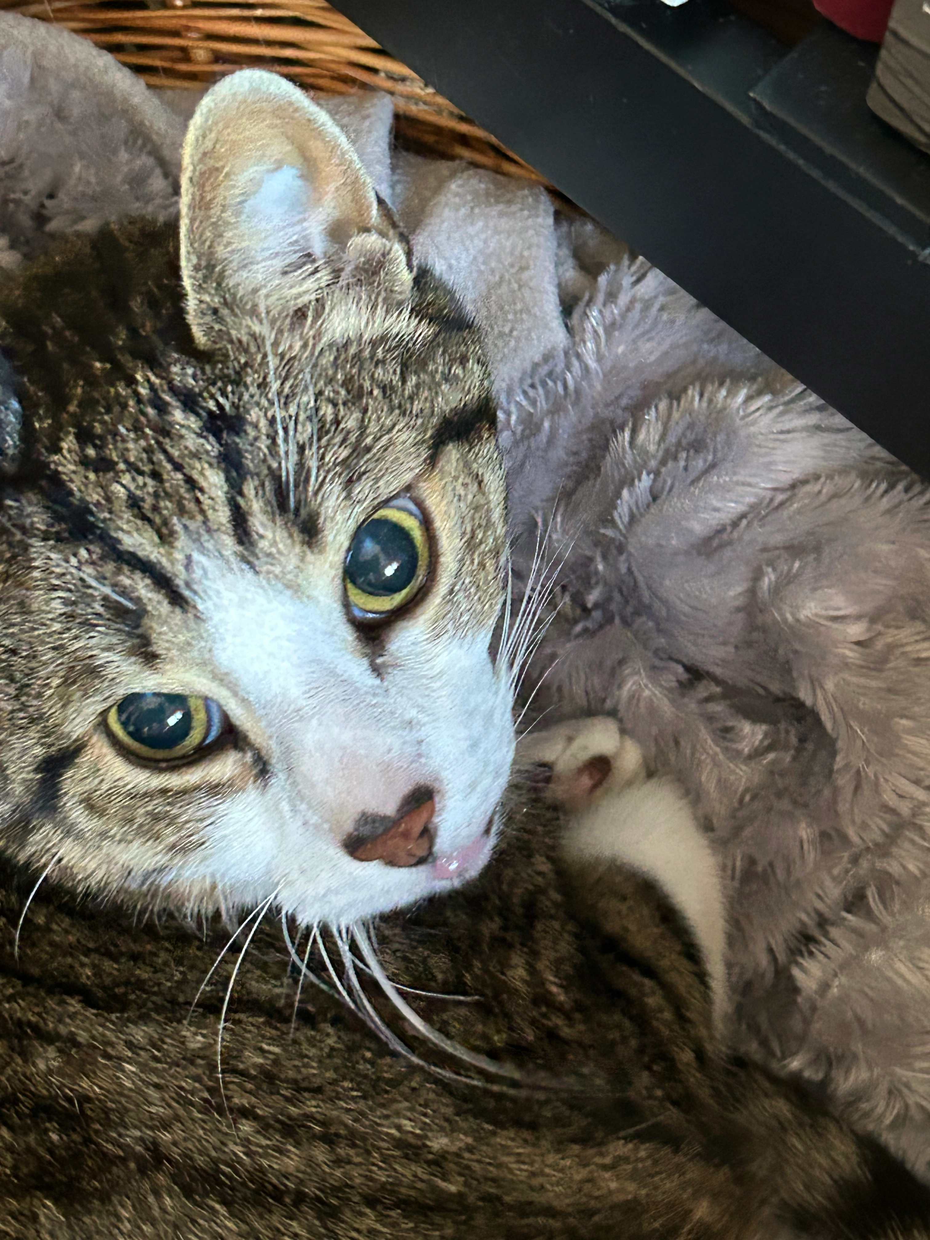 rambo - Pfrondorfer Straße, Tübingen