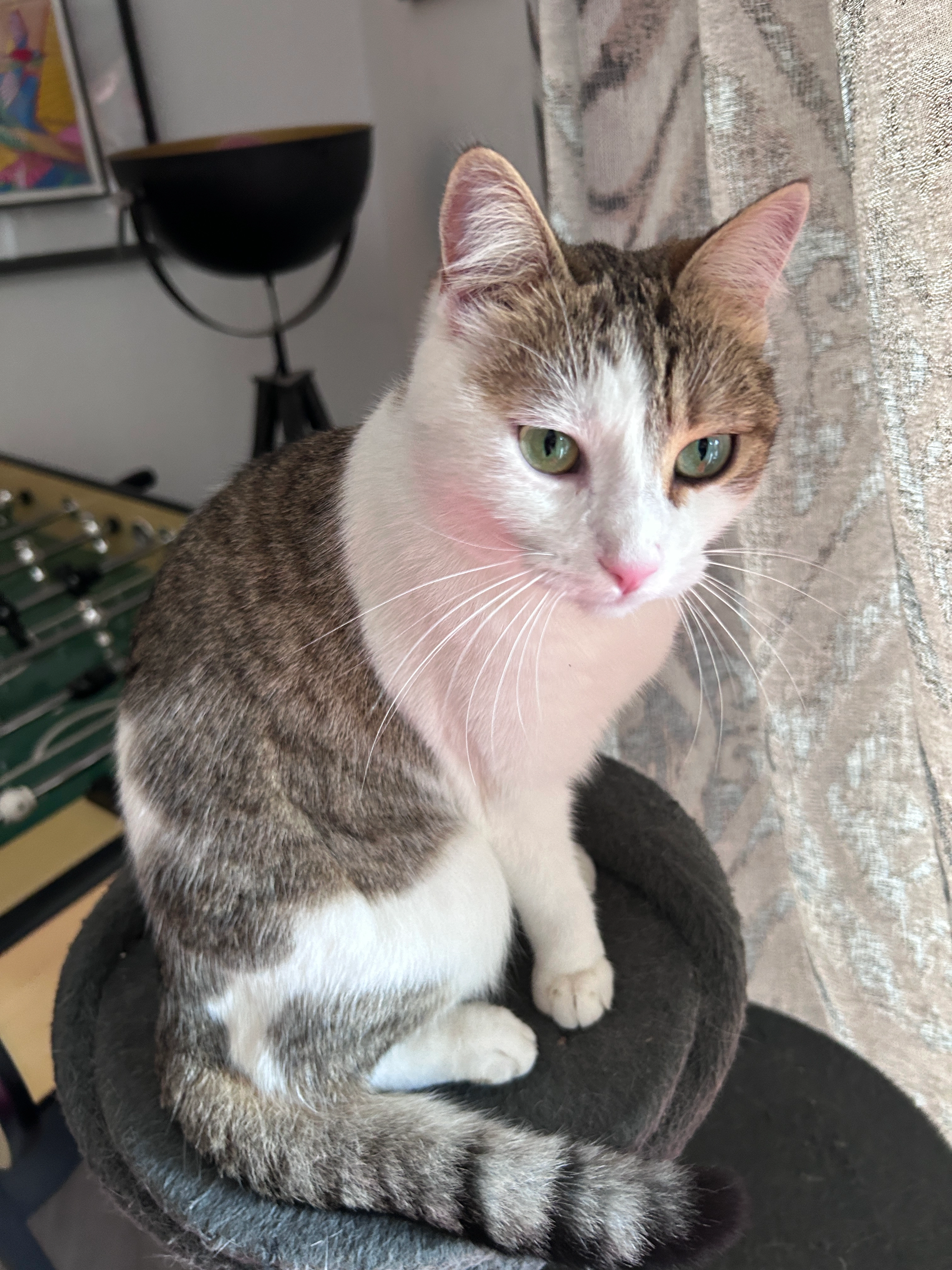 Opale  - Chemin du Haut-Vallon, Fuveau