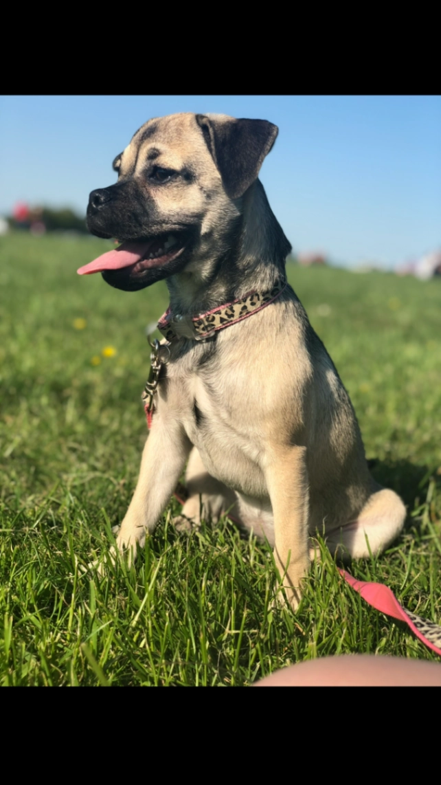 Nala - Mill Road, West Drayton