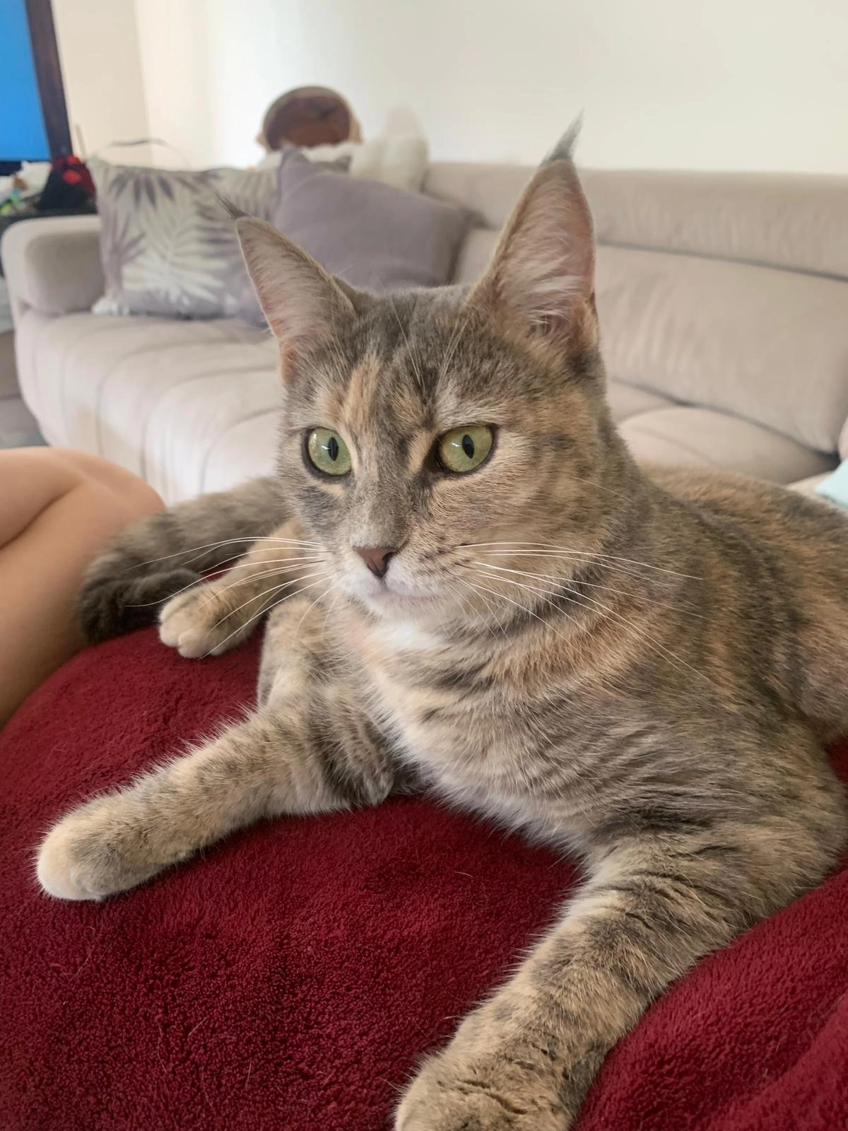 Tori - Haltenweg, Wilen bei Wollerau