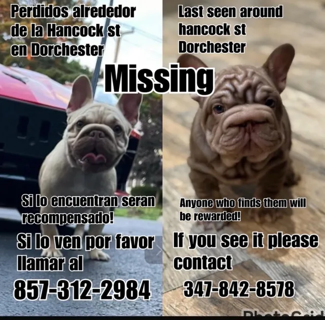 Shakira y toretto fueron 2 perro - 6 Ware St, Dorchester