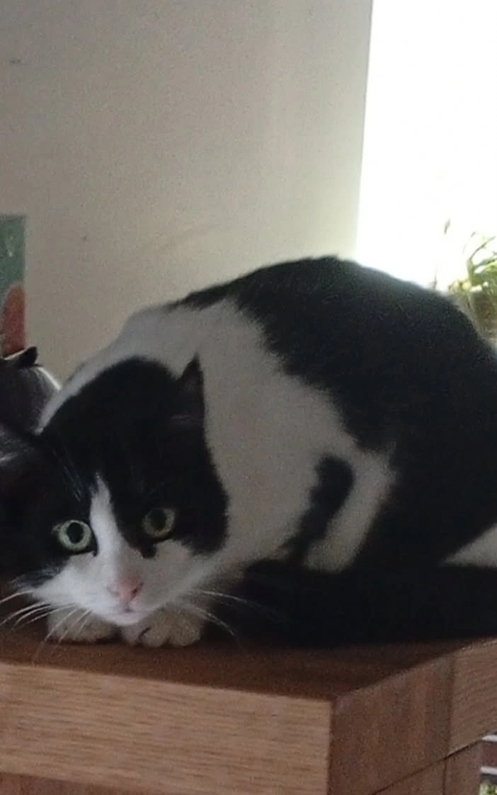 Zezette - Le Charnoy, Saint-Rémy-de-la-Vanne