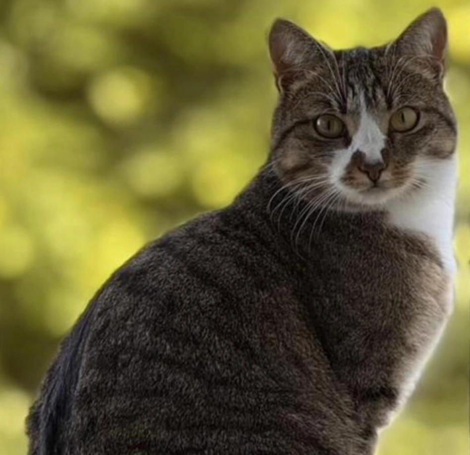 Poki  - Geyrstraße, Innsbruck
