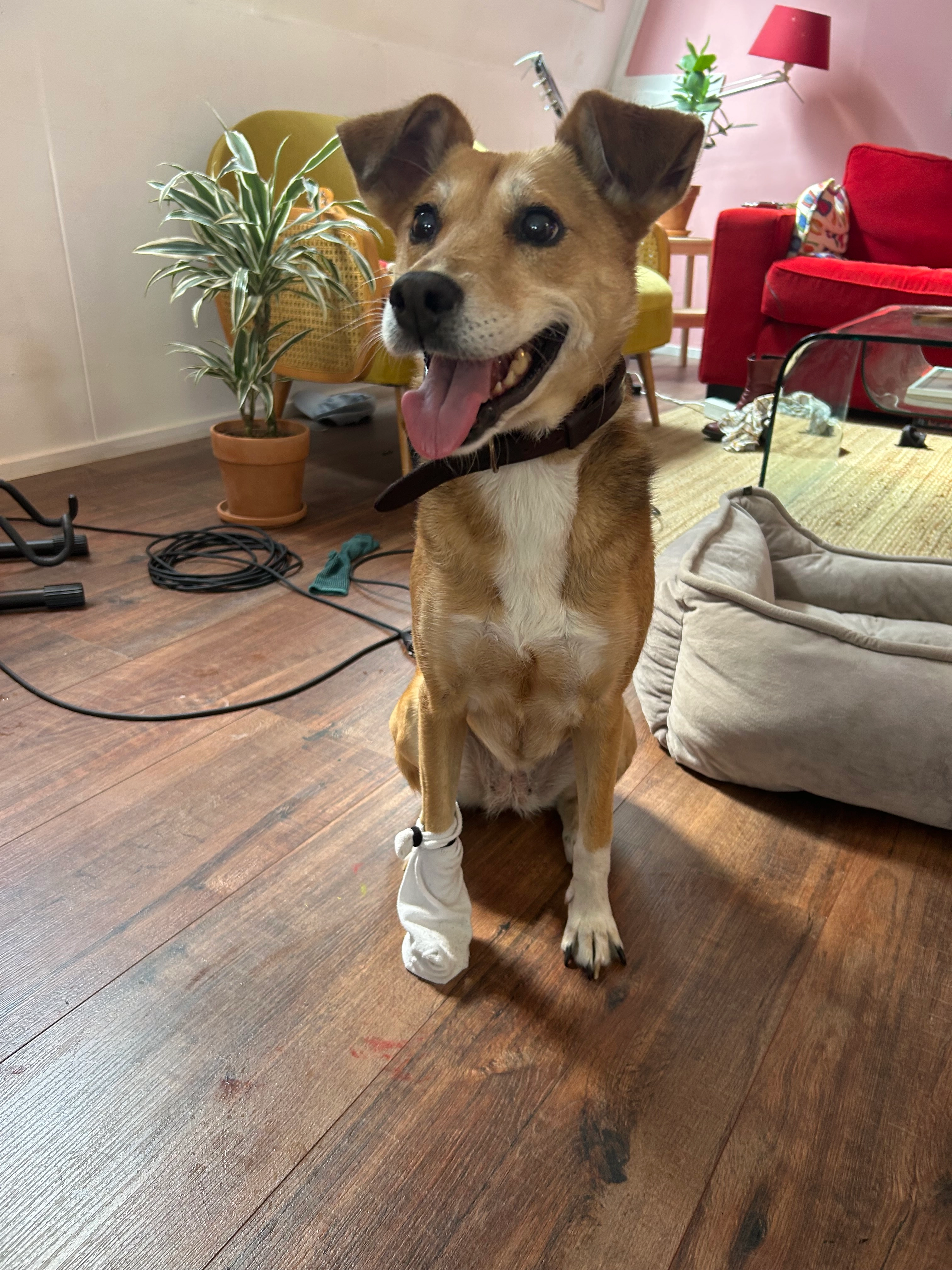 Layla - Westduinweg, Den Haag