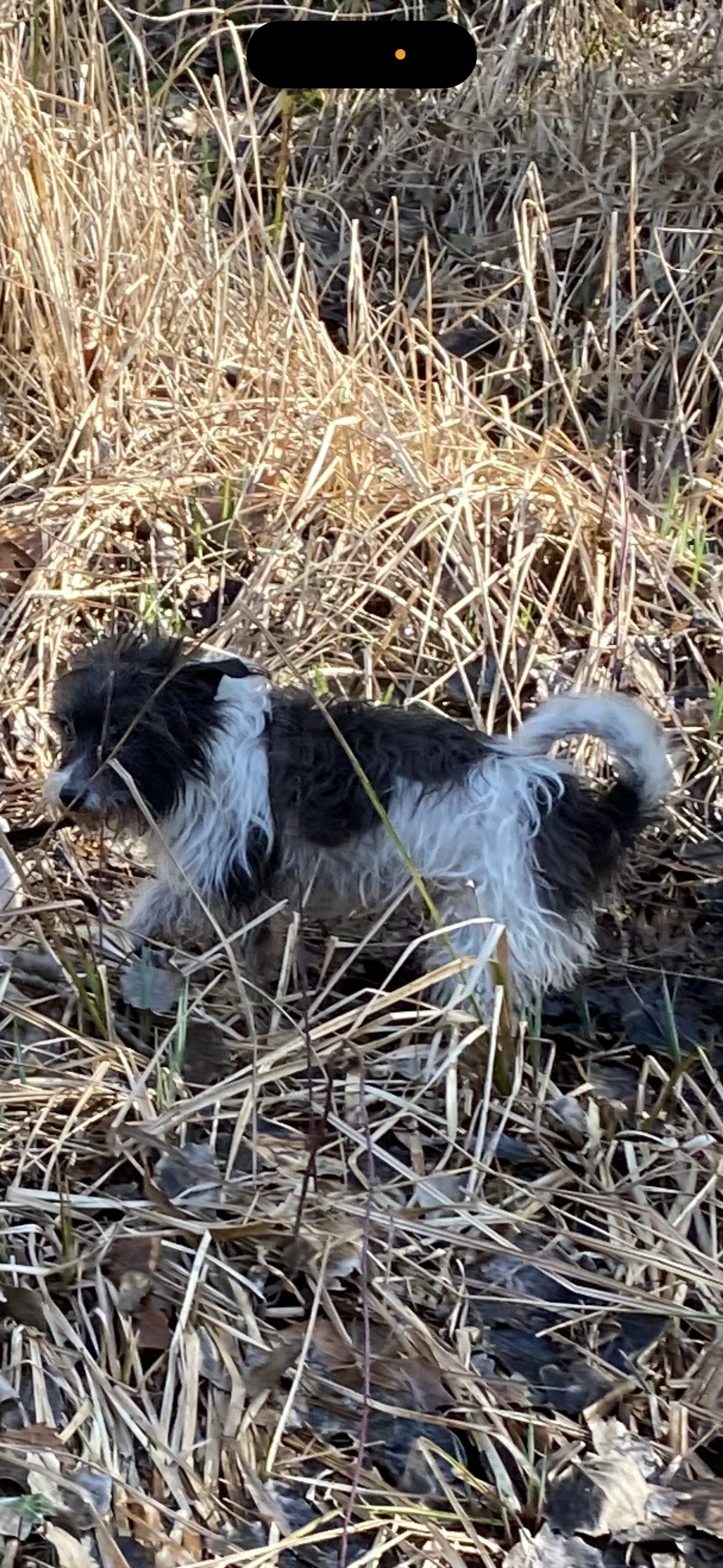 Nicky - Avenue de la République, Le Mérévillois