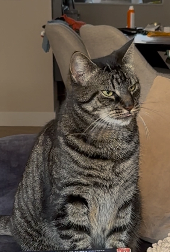 Simba - Glanswier, Roelofarendsveen