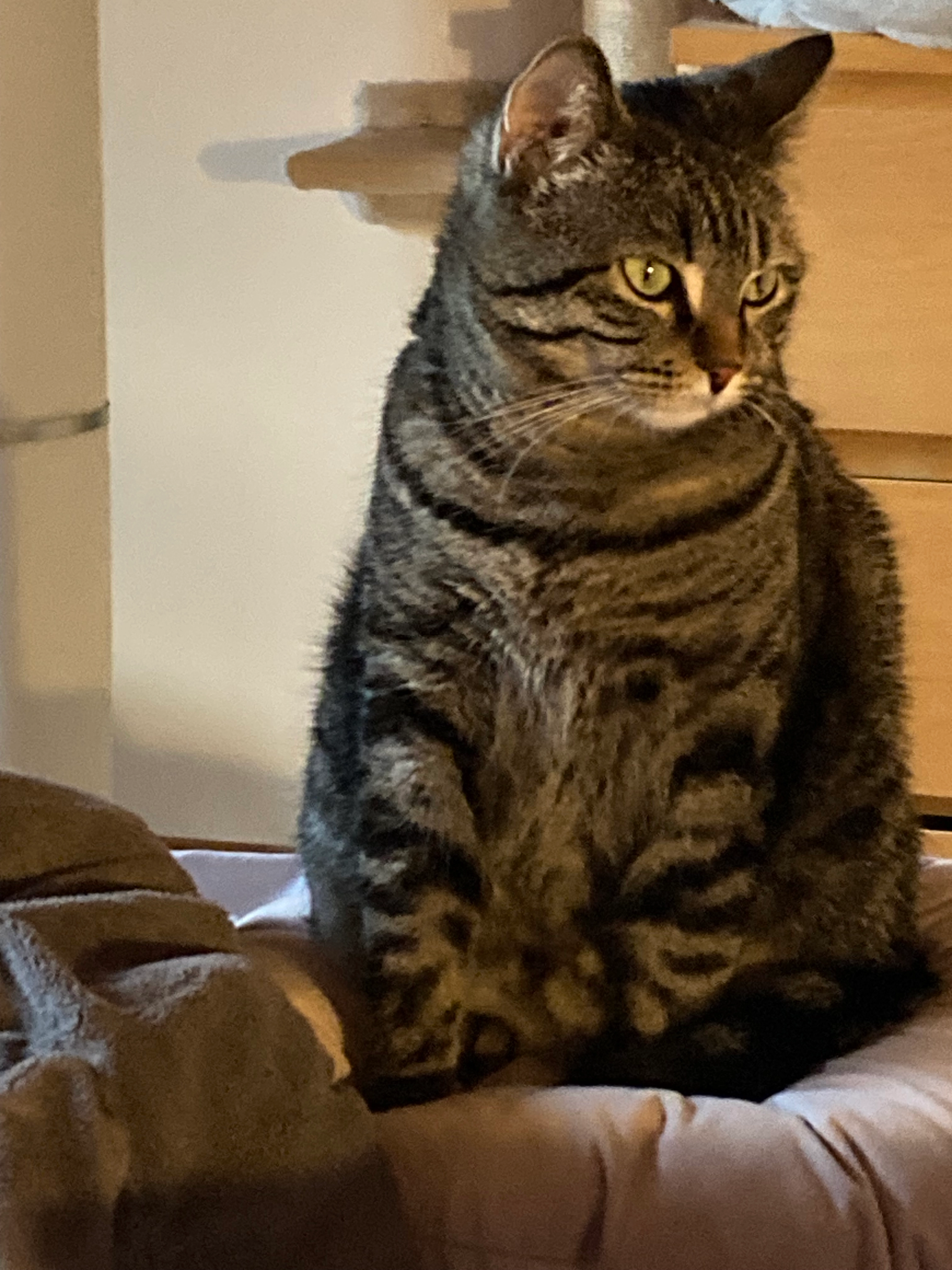 Heidi - Chemin des Combes, Morzine