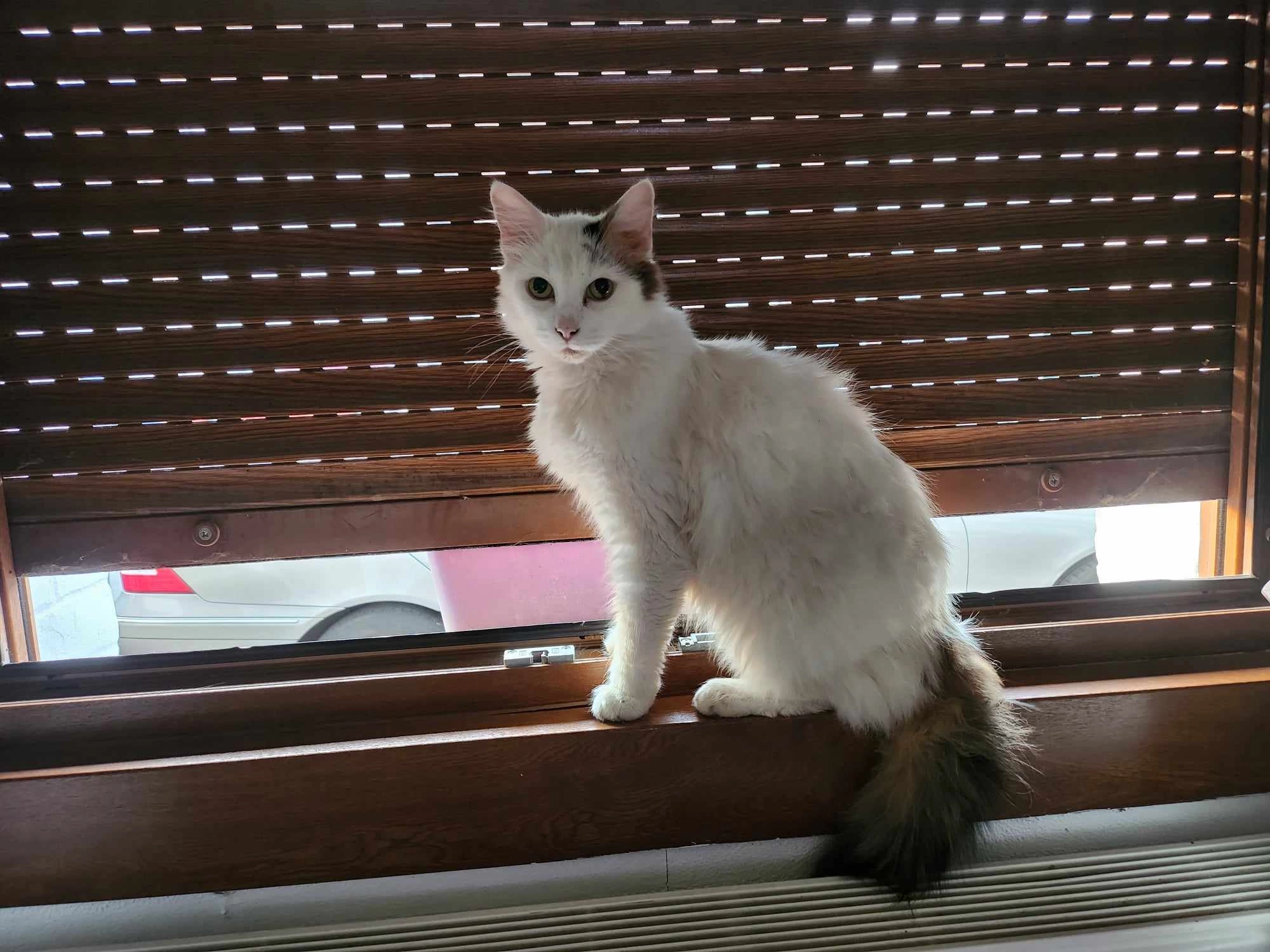 Zelda - Rue Du Général Leclerc, La Bassée