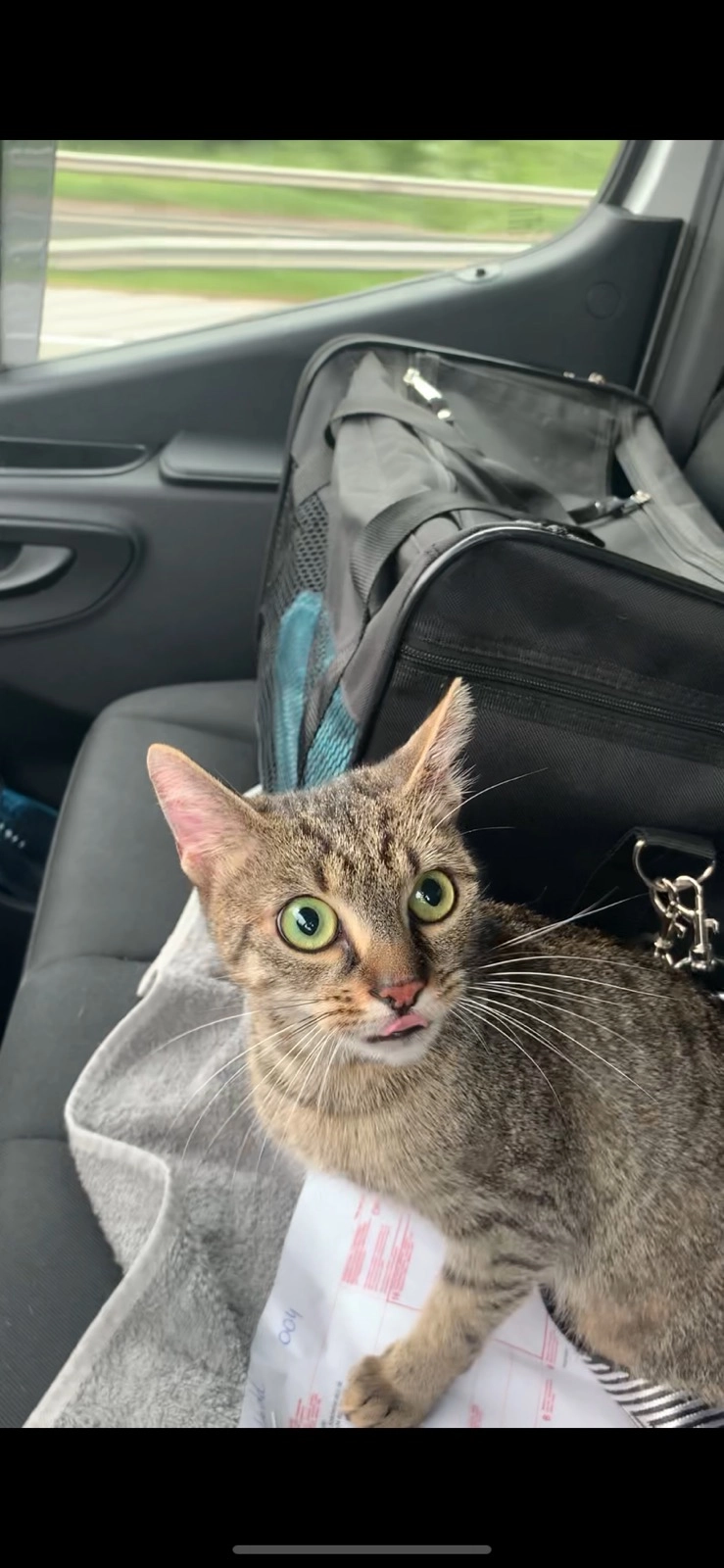 szimba - La Provençale, Flassans-sur-Issole