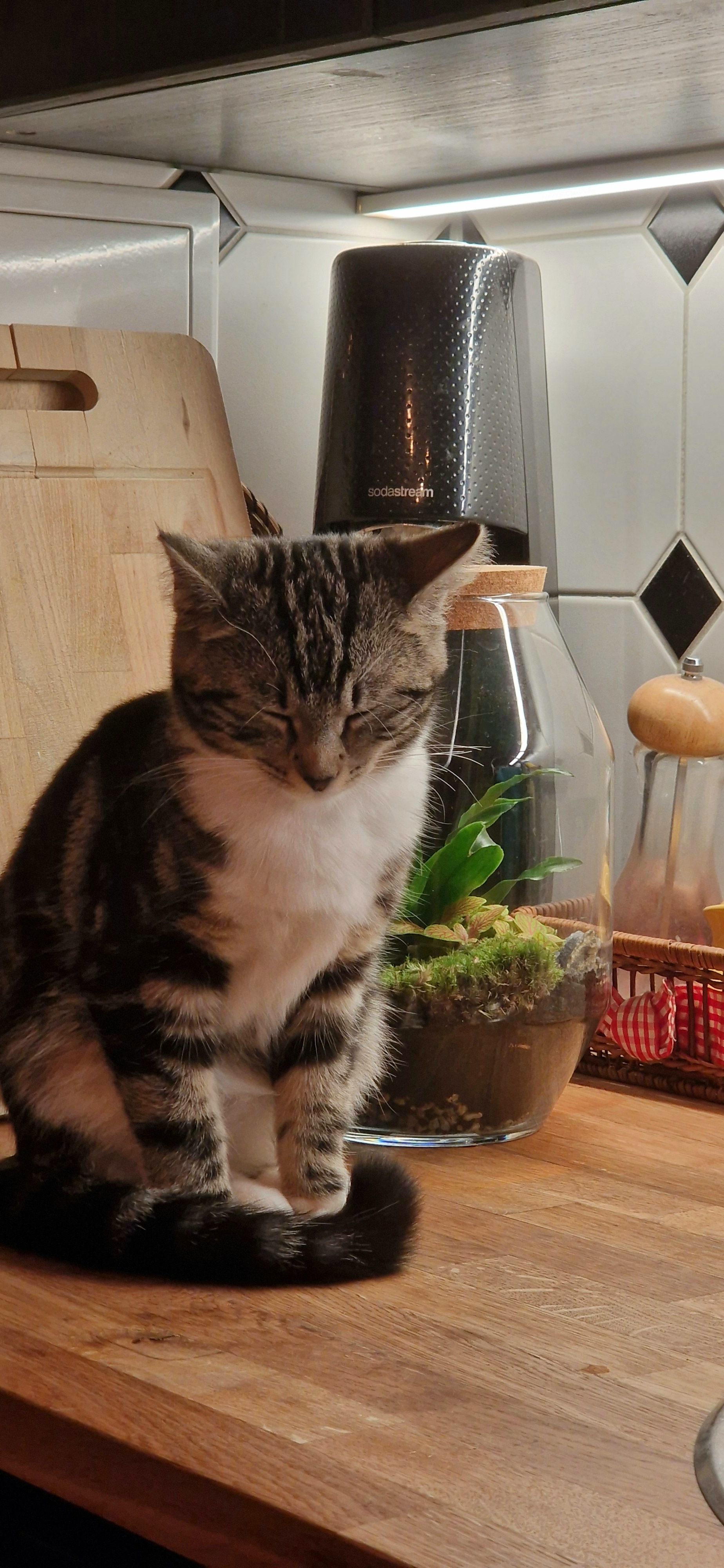 Momo - Zwenkauer Straße 18, Leipzig