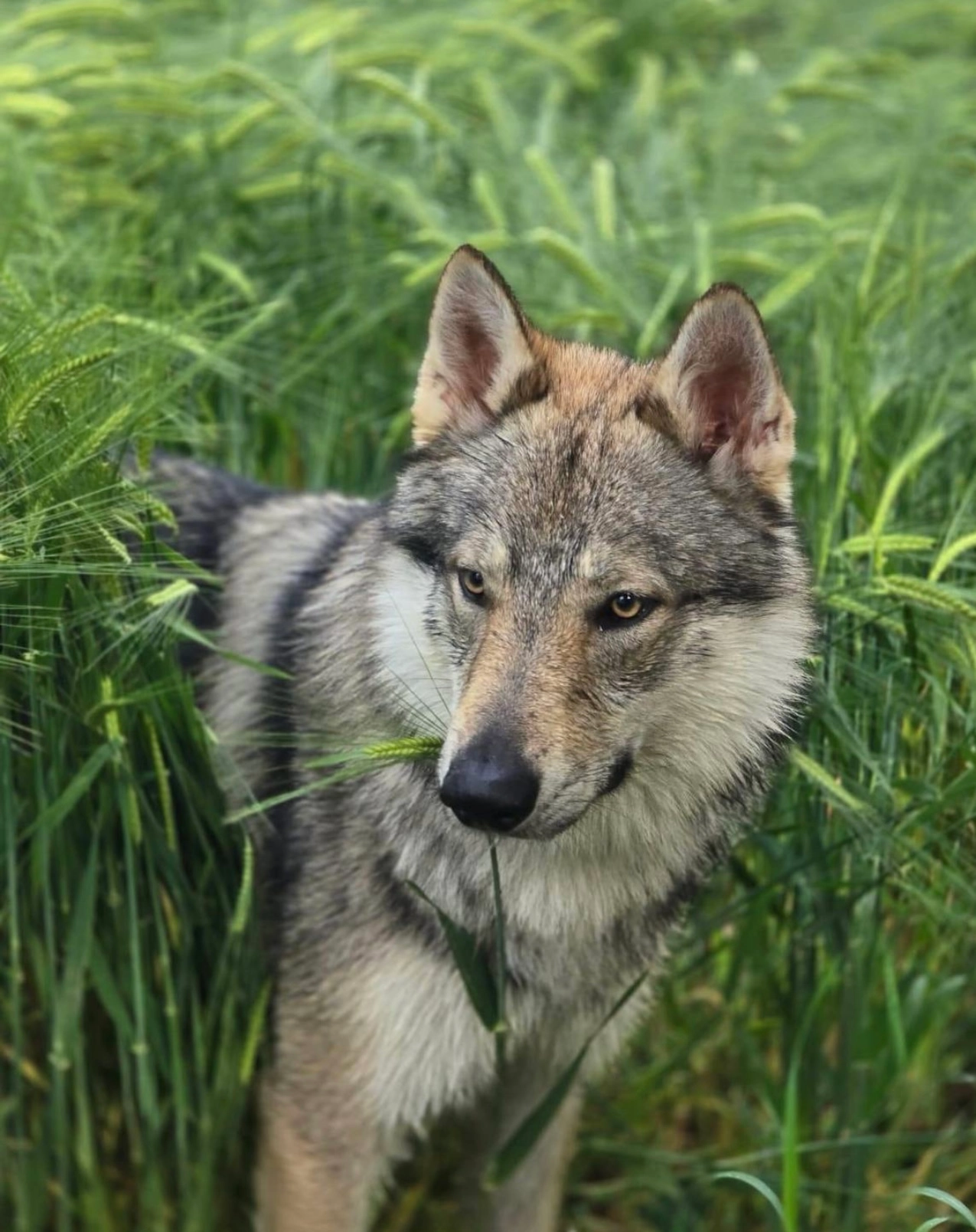Vulcain  - Clos de la Tour de Lannes, Anglet