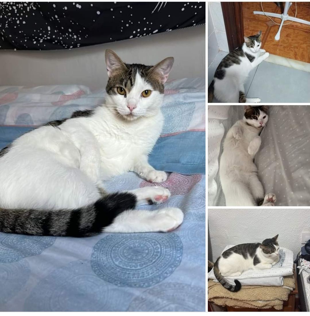 Max - Carrer del Trinquet Vell, Sueca