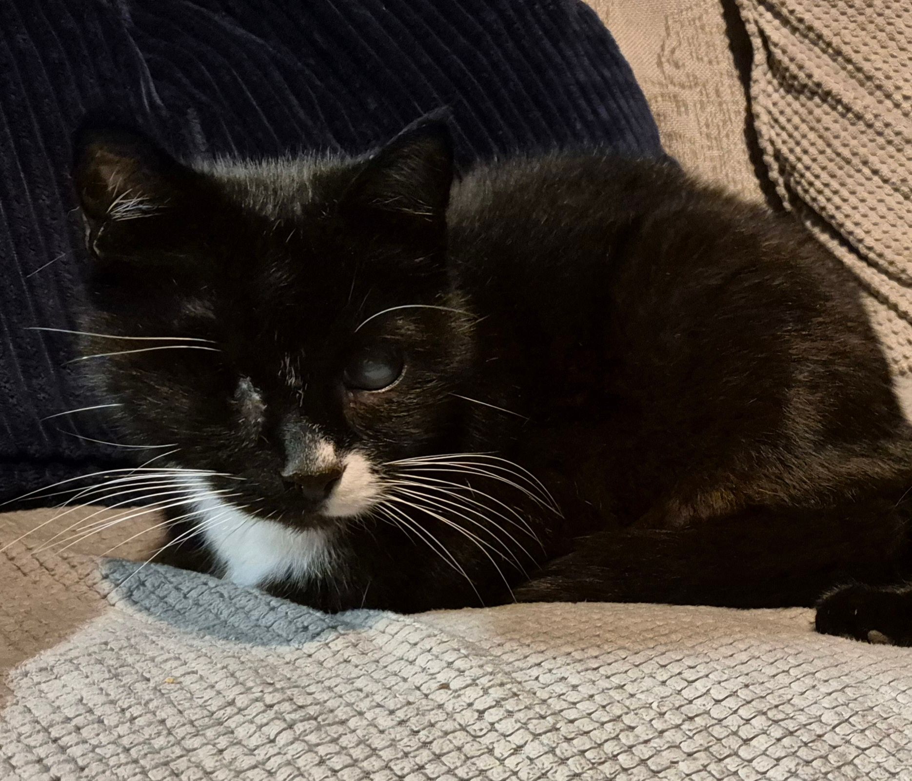 Patch - Norway Road, Eastbourne