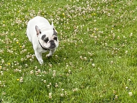 Luna - 1A Hasty Lane, Altrincham