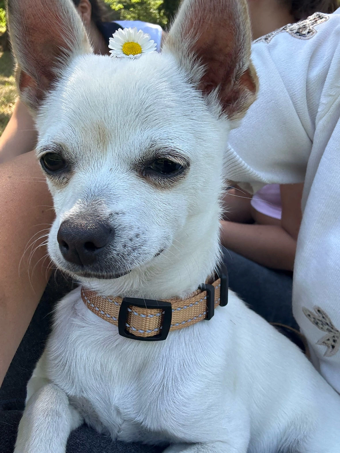 Toostie  - Chemin de Saint-Jean de Malte, Aix-en-Provence