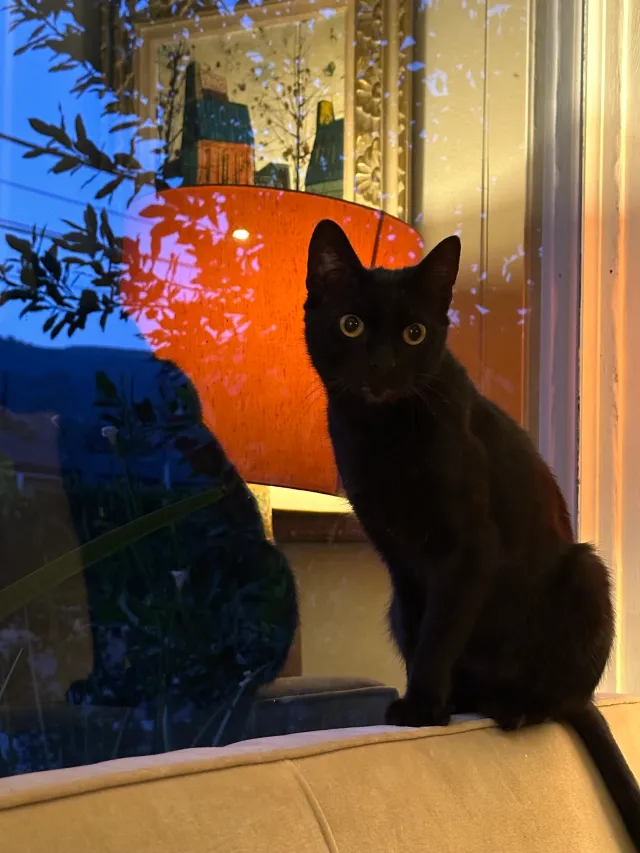 Archie - 1342 Eagle Vista Dr, Los Angeles
