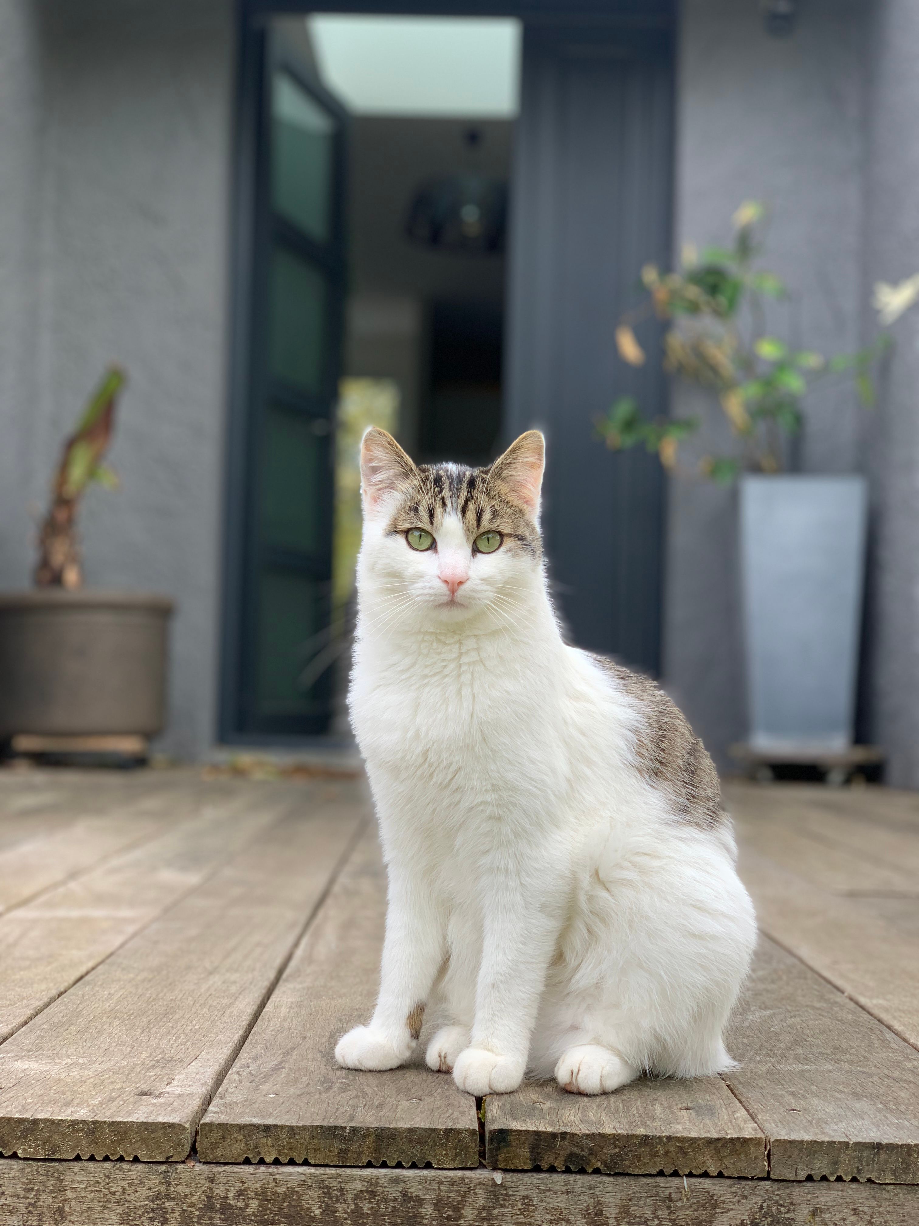 Misty - Rue Des Jardins, Préfailles