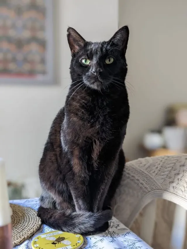 Pablo - Coombe Gardens, New Malden