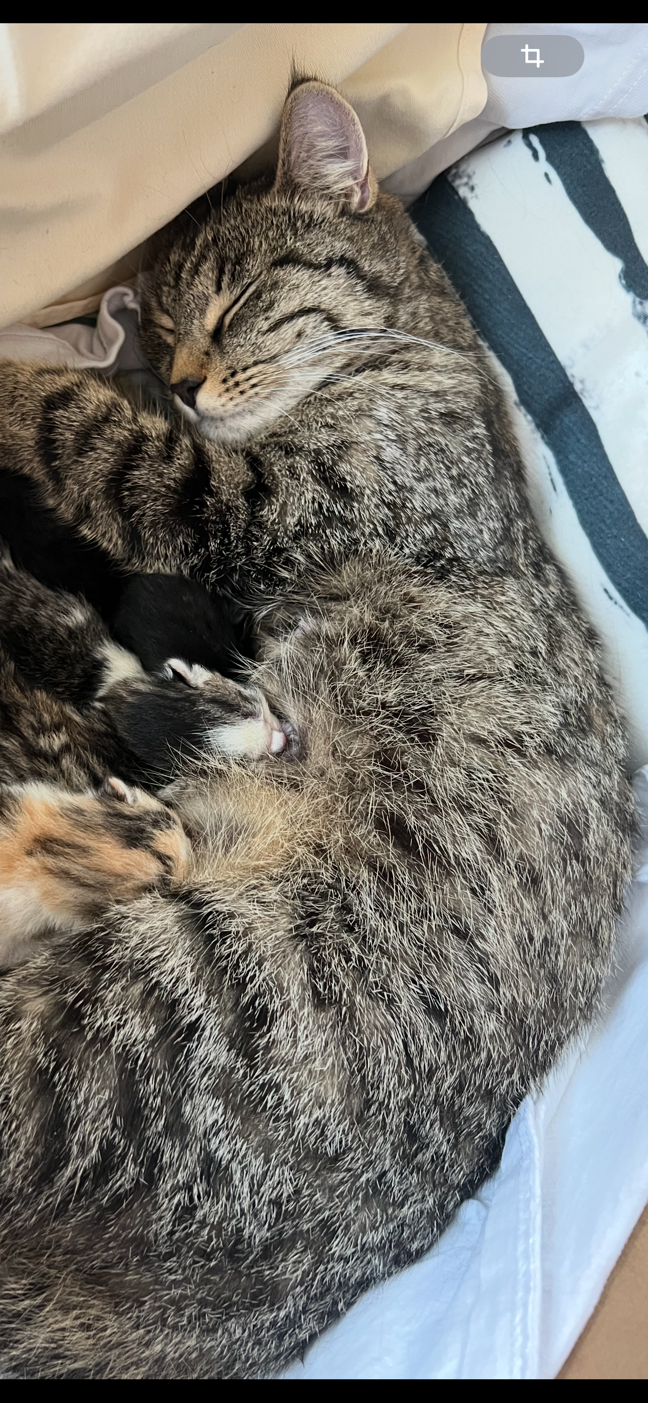 Lucy - Birkenweg, Helpfau-Uttendorf