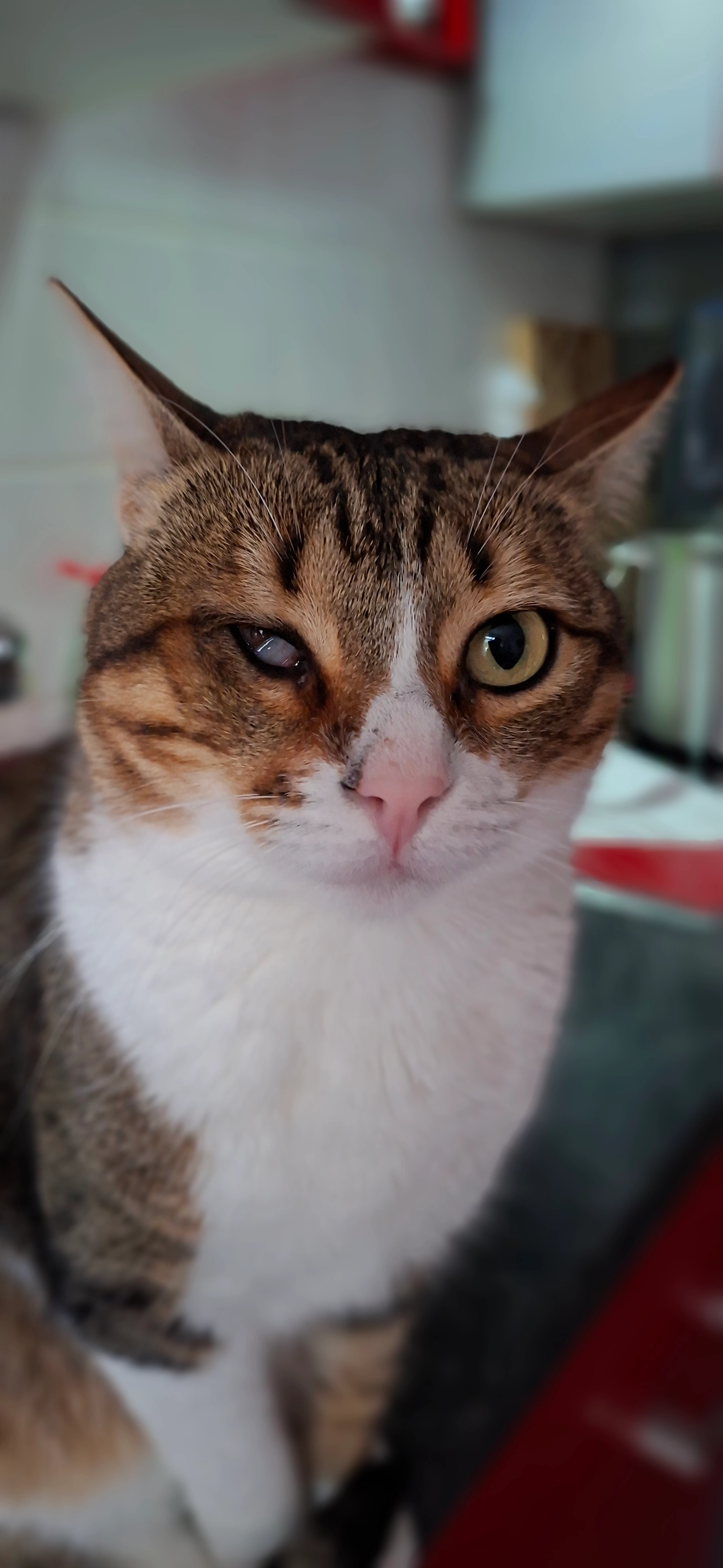 Hooki - Heinrich-Meister-Allee, Hannover